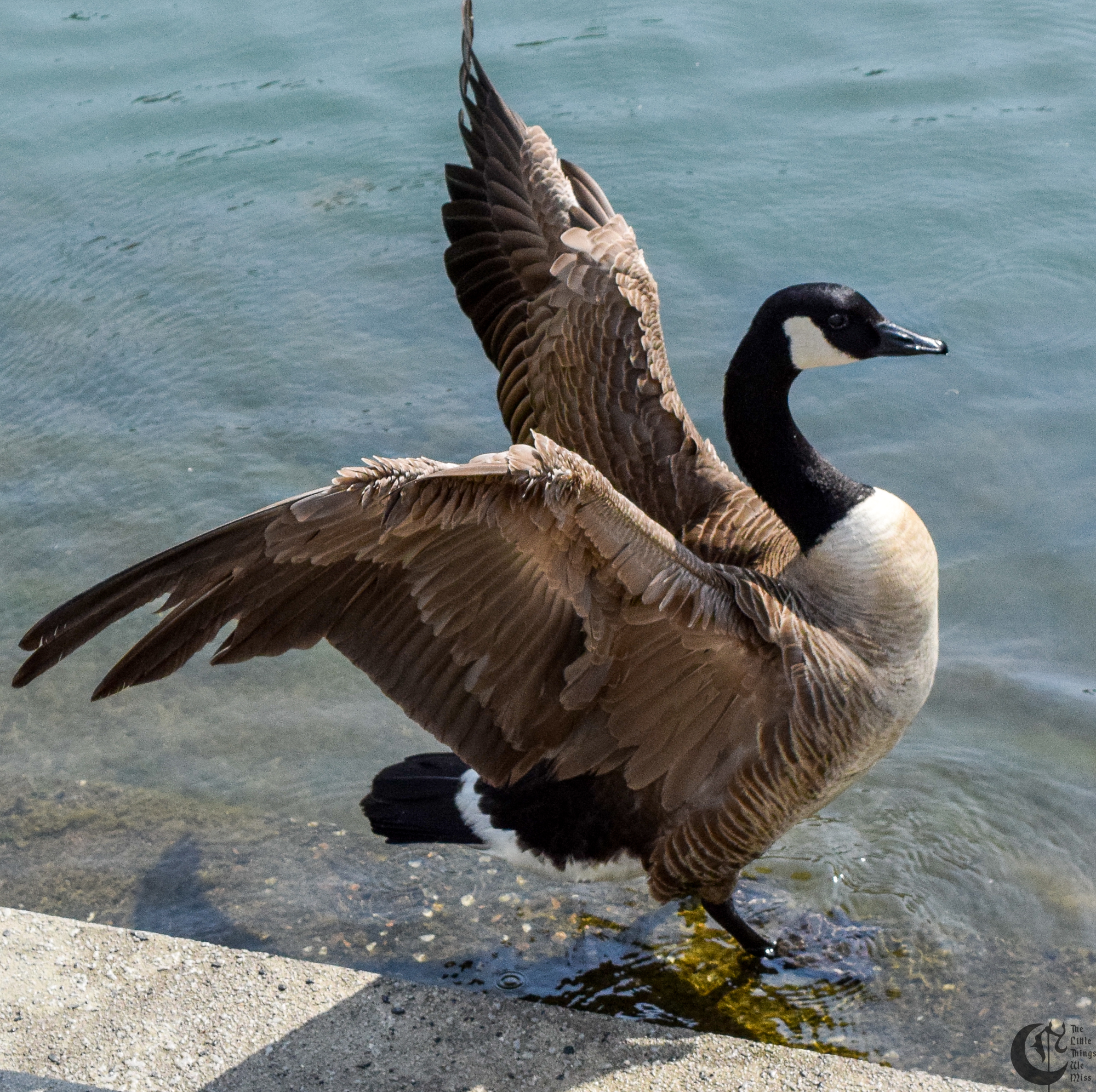 !!_160421_Reading_by_Pond_0048!!