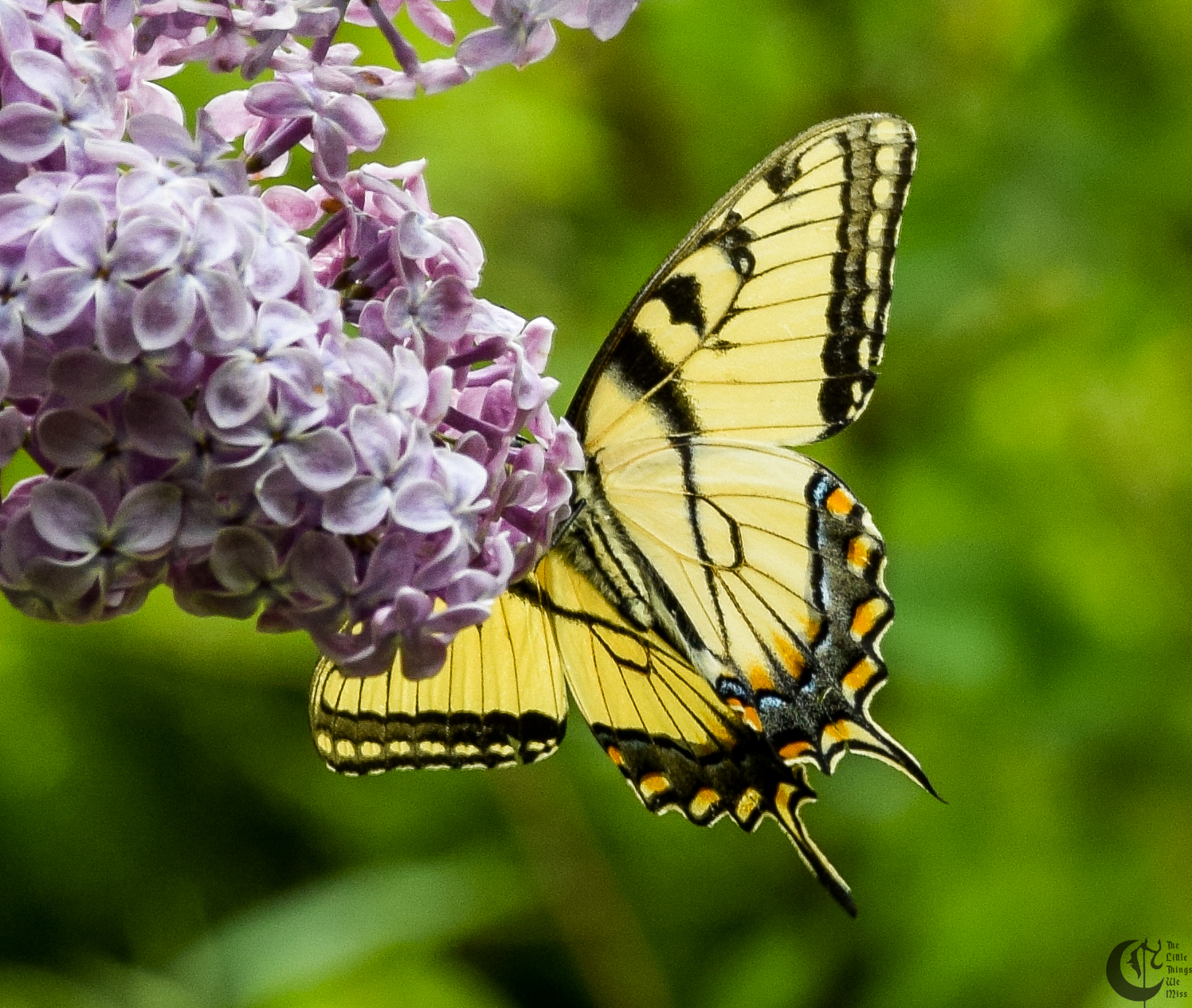 !!_160518_Lilac_Looking_0020!!