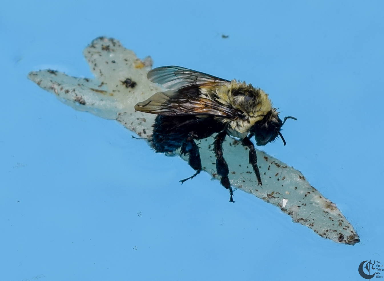 !!_160522_Surf_Bee_0021!!