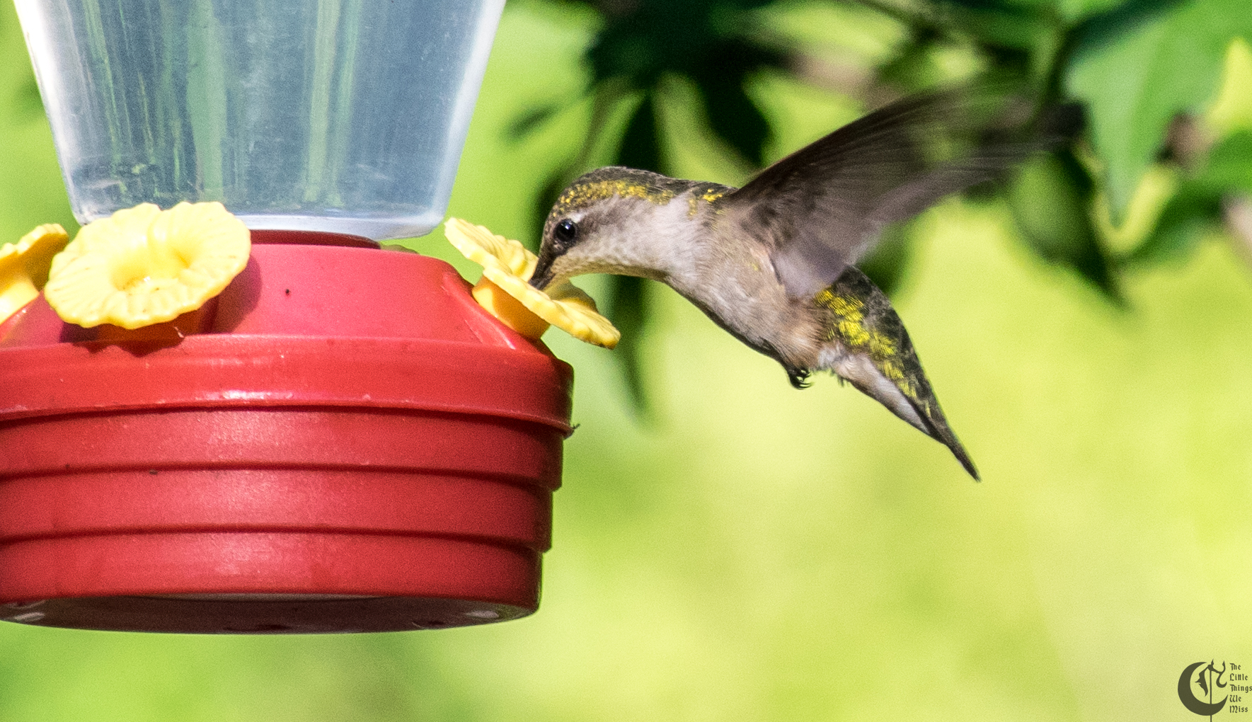 !!_160705_Humming_Bird_0042!!