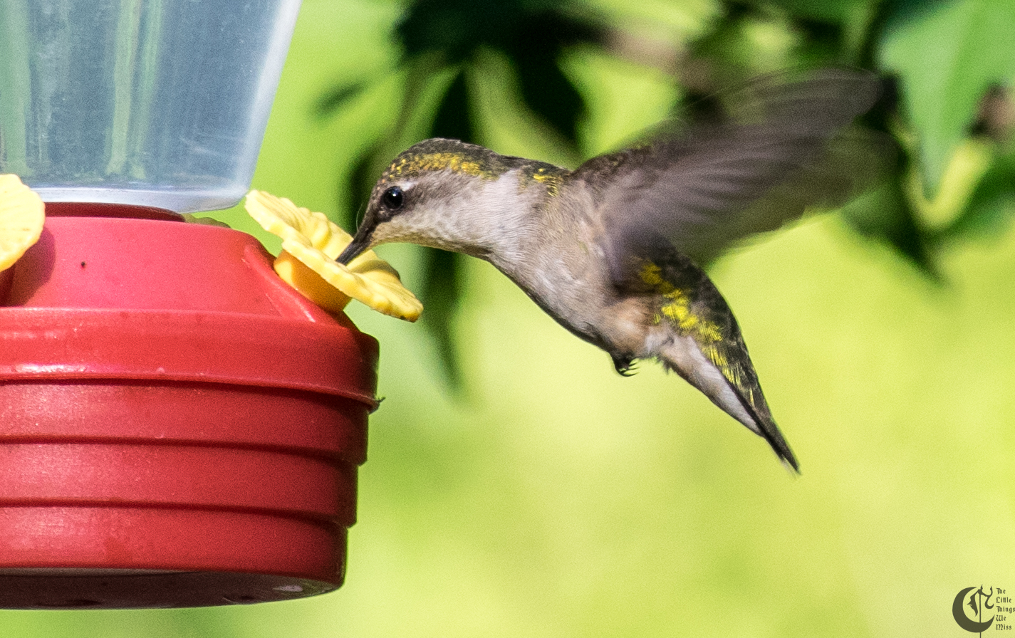 !!_160705_Humming_Bird_0045!!