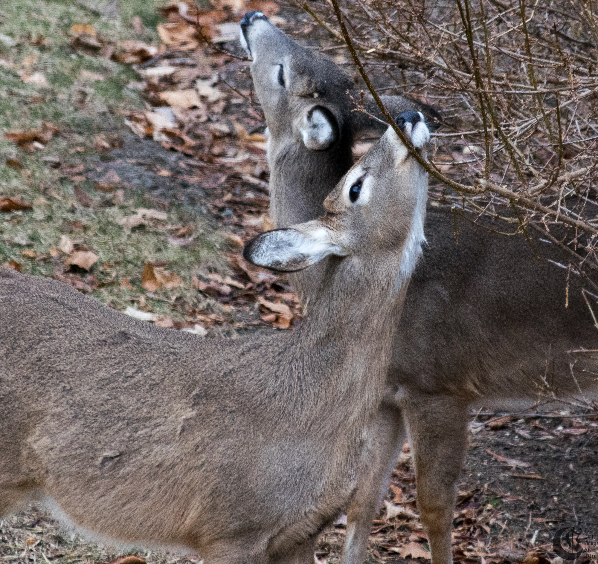!!_170105_Deer_0019!!