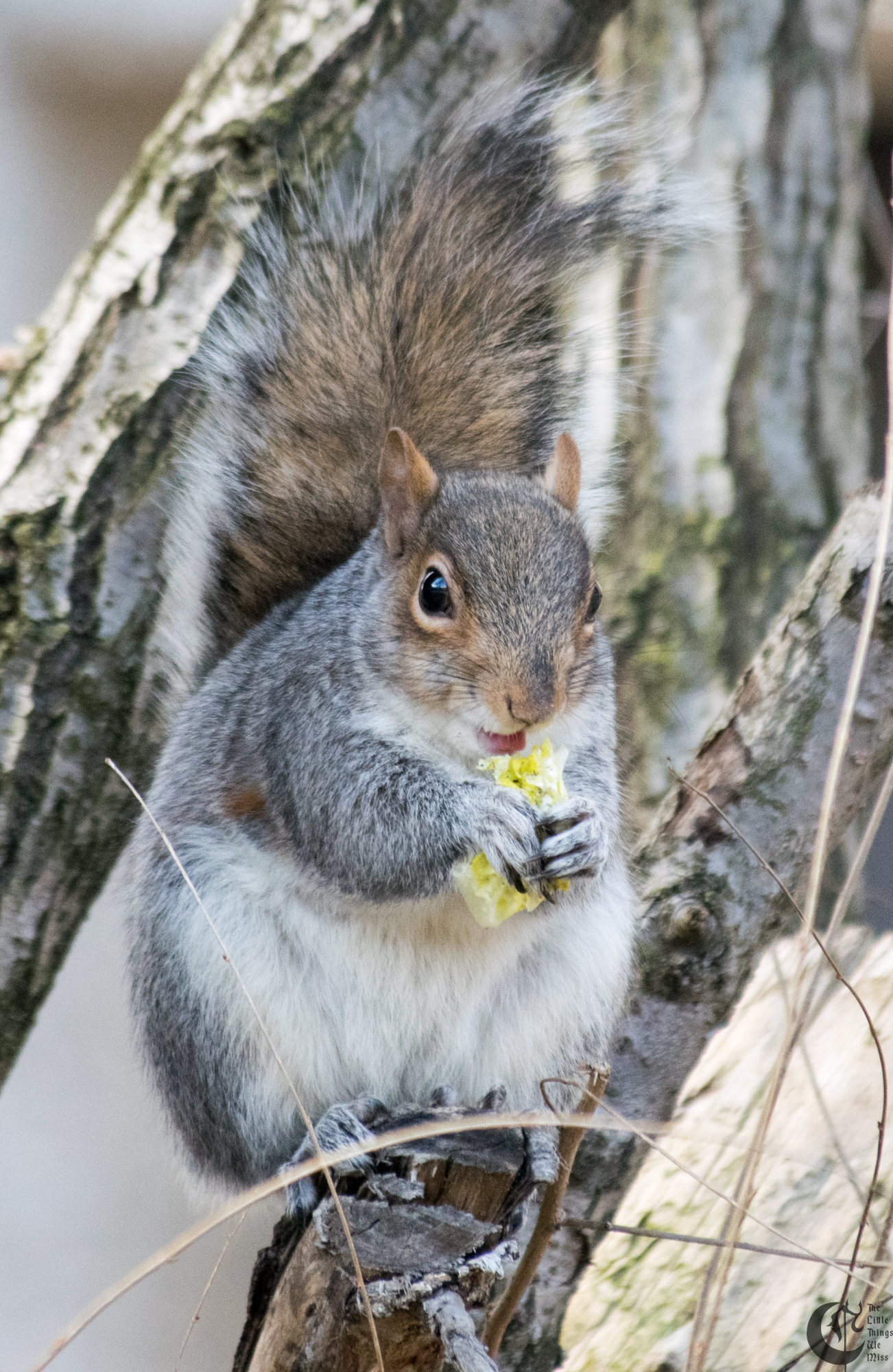 !!_170306_Garbage_Squirrel_0004!!