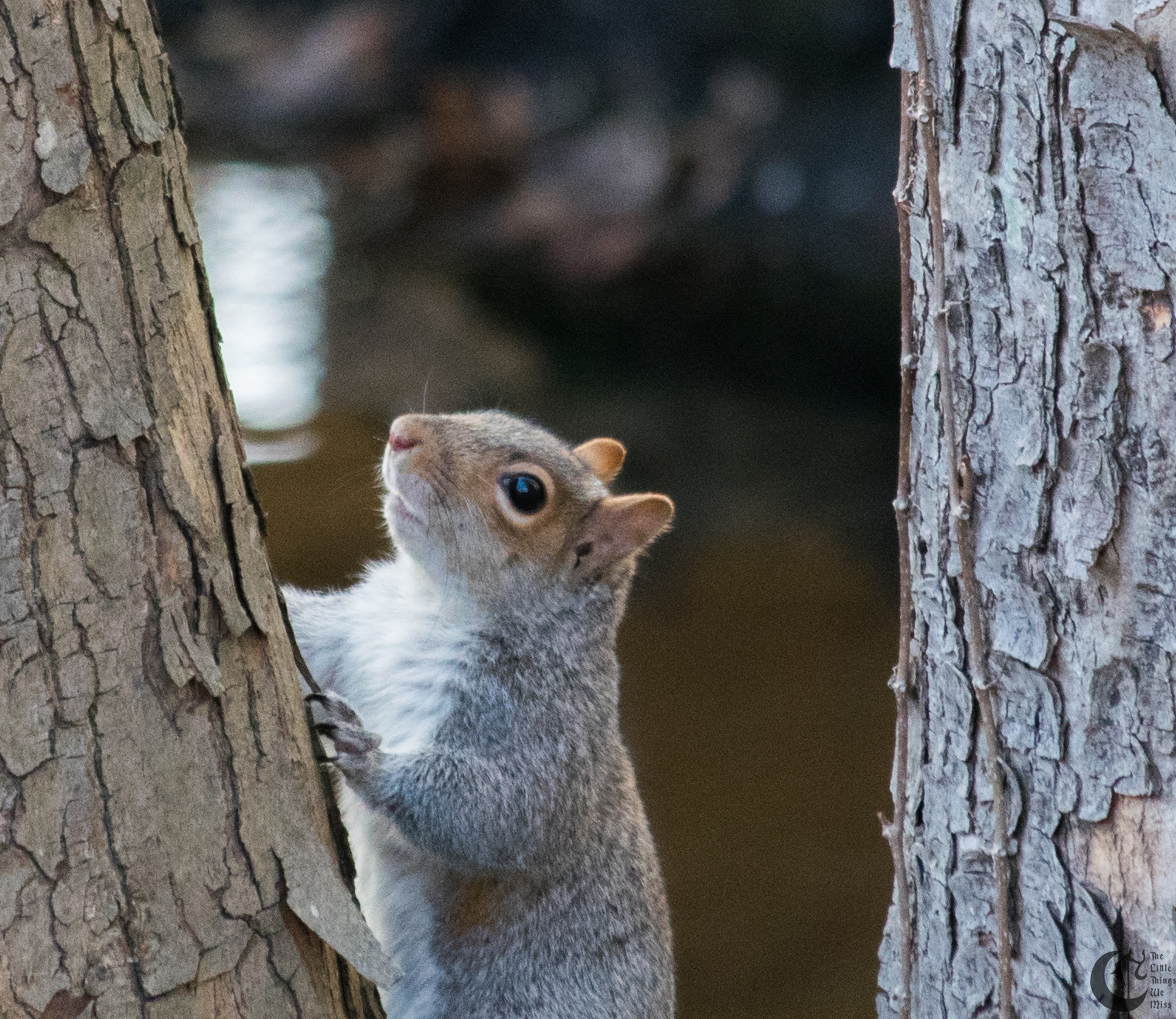 !!_170306_Garbage_Squirrel_0017!!