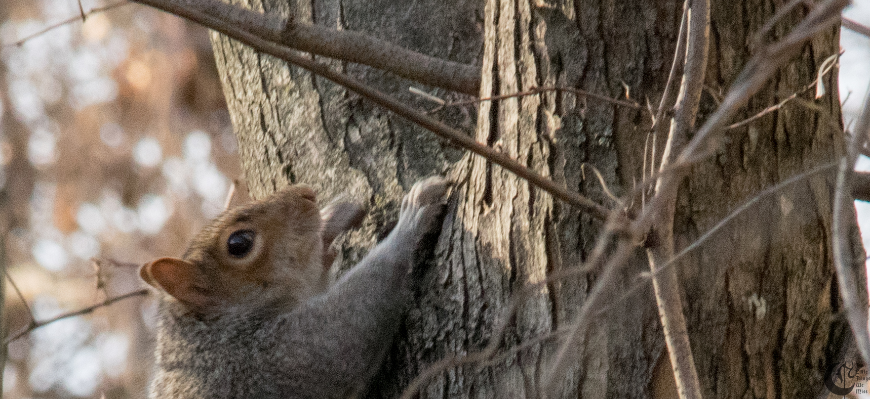 !!_170306_Garbage_Squirrel_0026!!