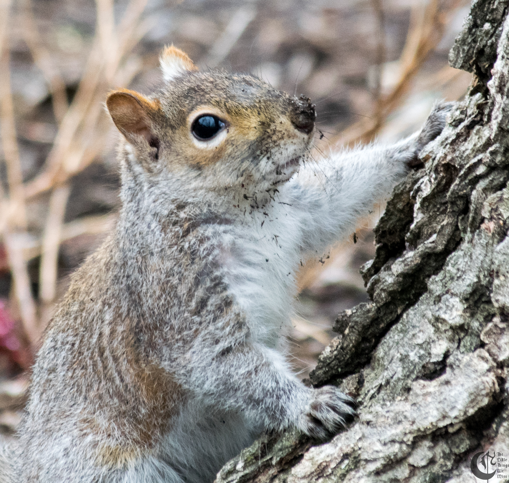 !!_170327_Garbage_Squirrel_0031!!