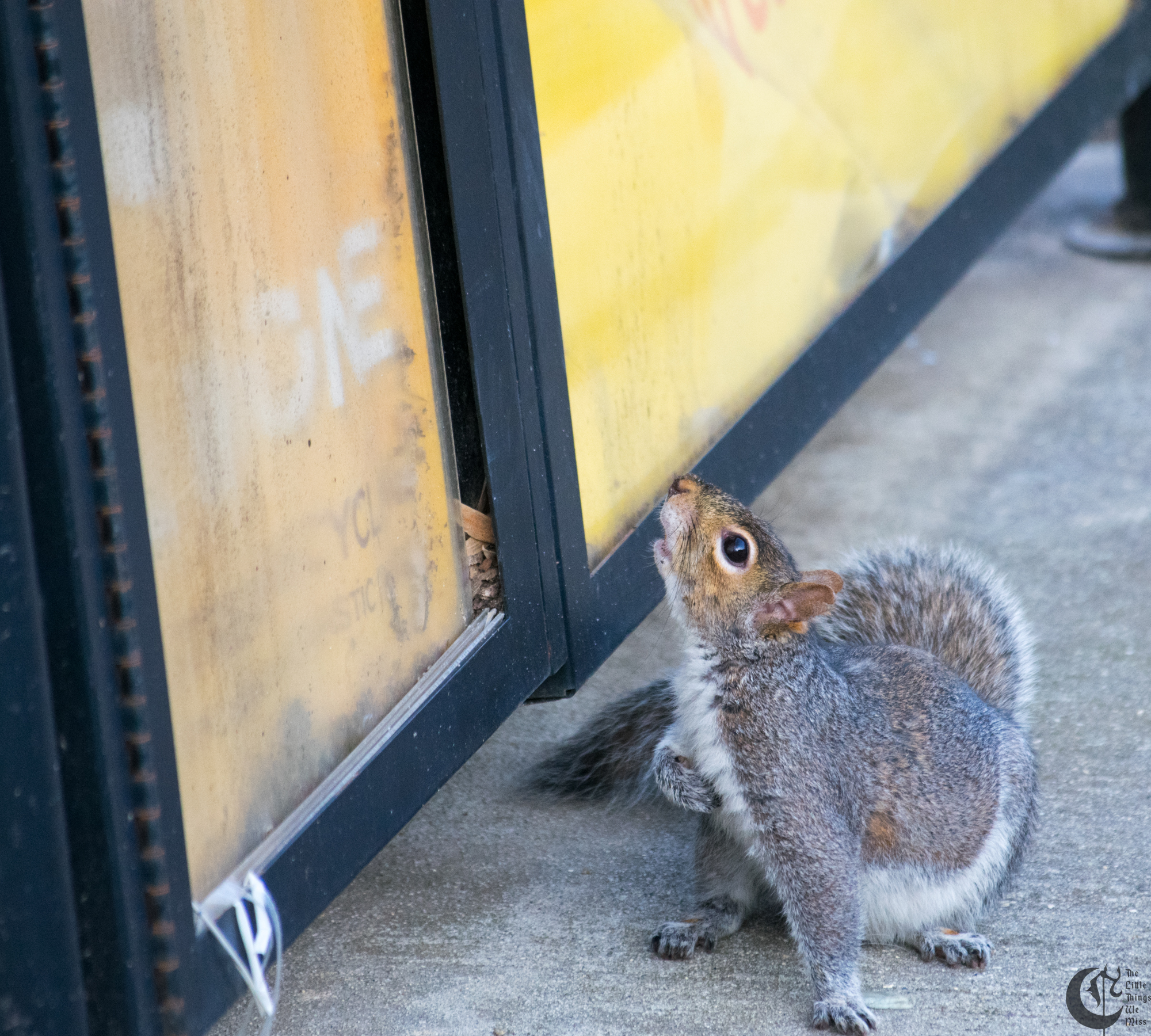 !!_170327_Garbage_Squirrel_0048!!