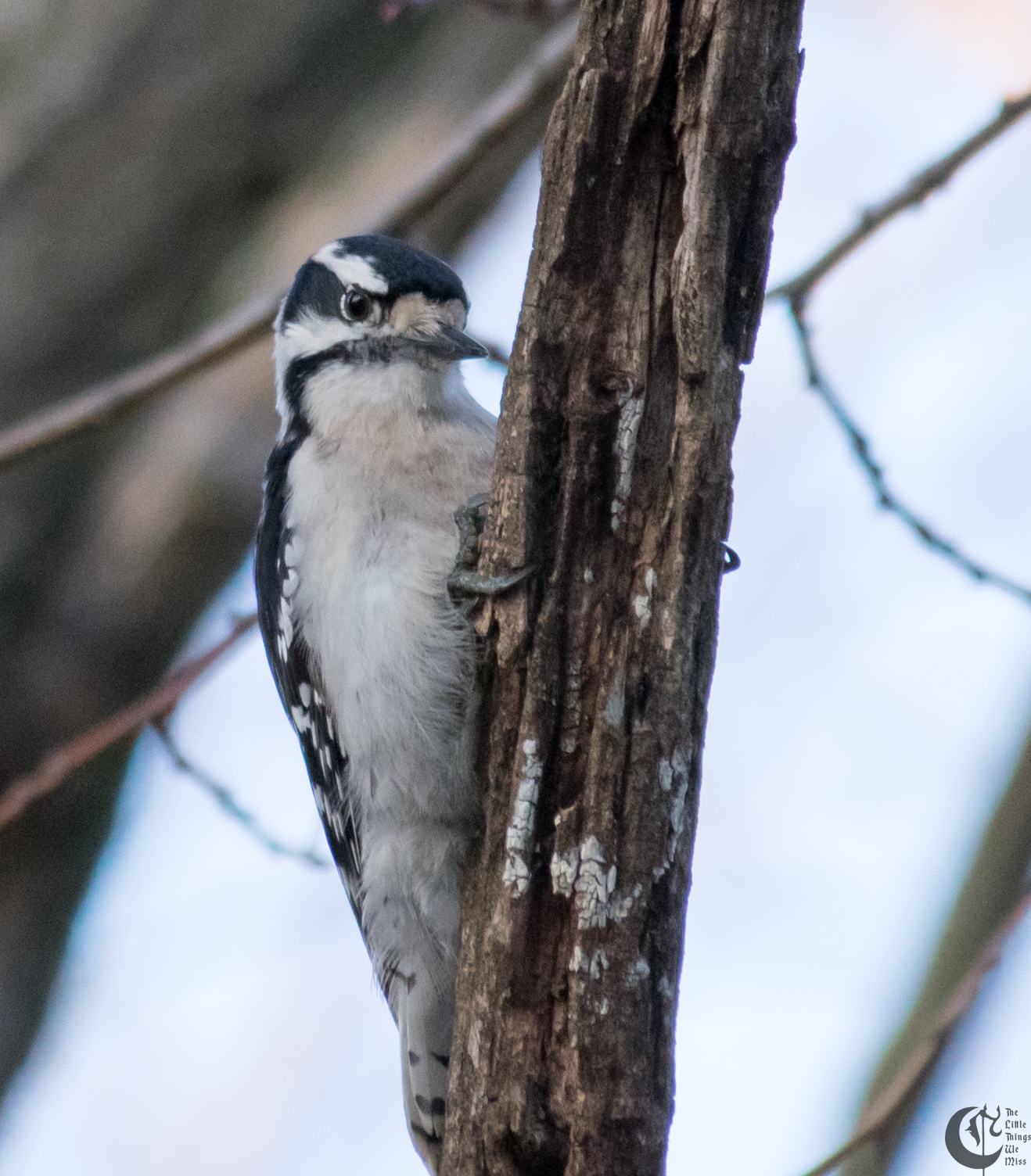 !!_170327_Garbage_Squirrel_0058!!