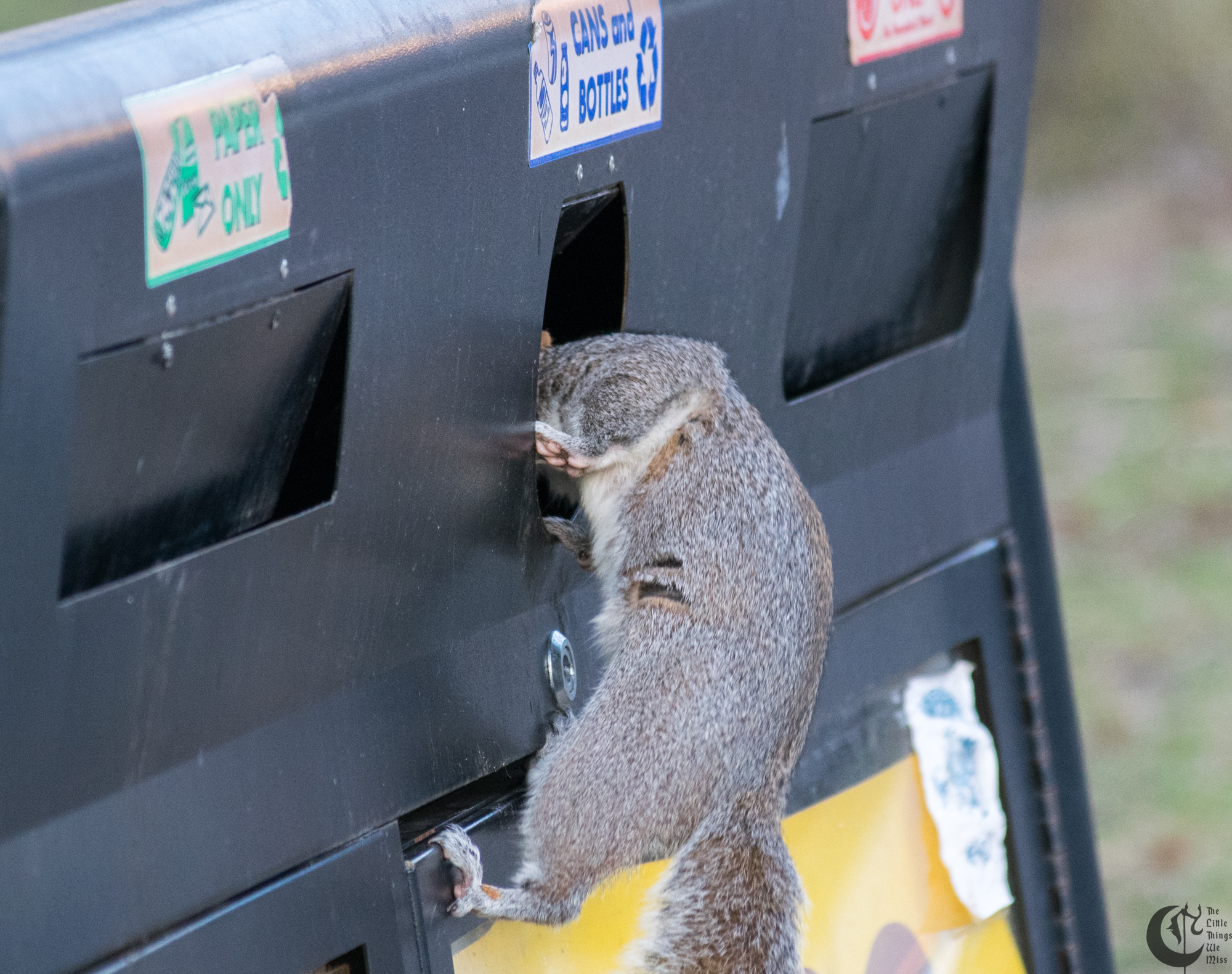 !!_170327_Garbage_Squirrel_0082!!