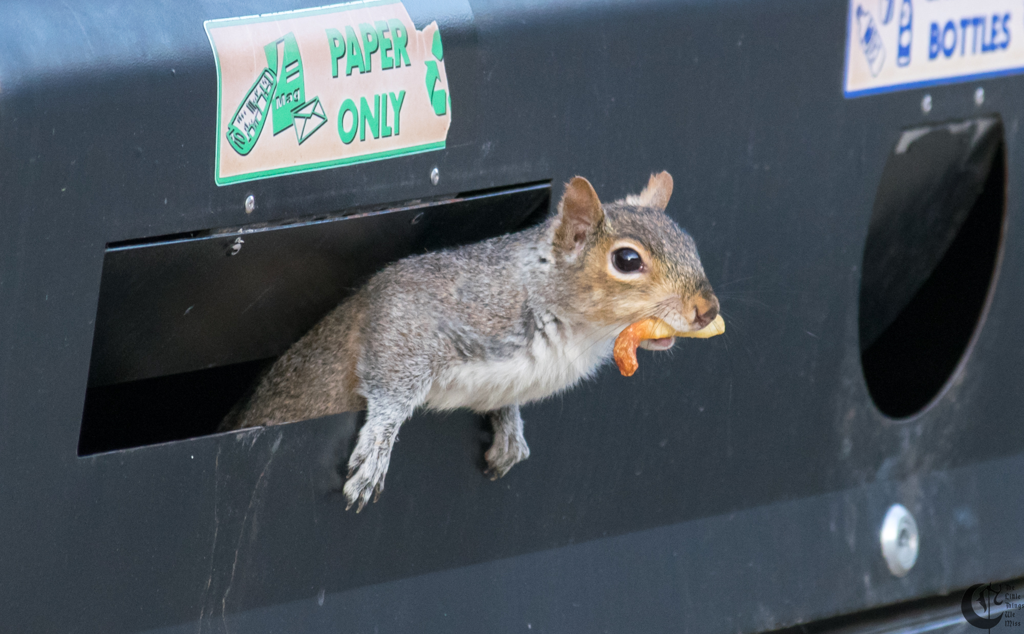 !!_170327_Garbage_Squirrel_0101!!