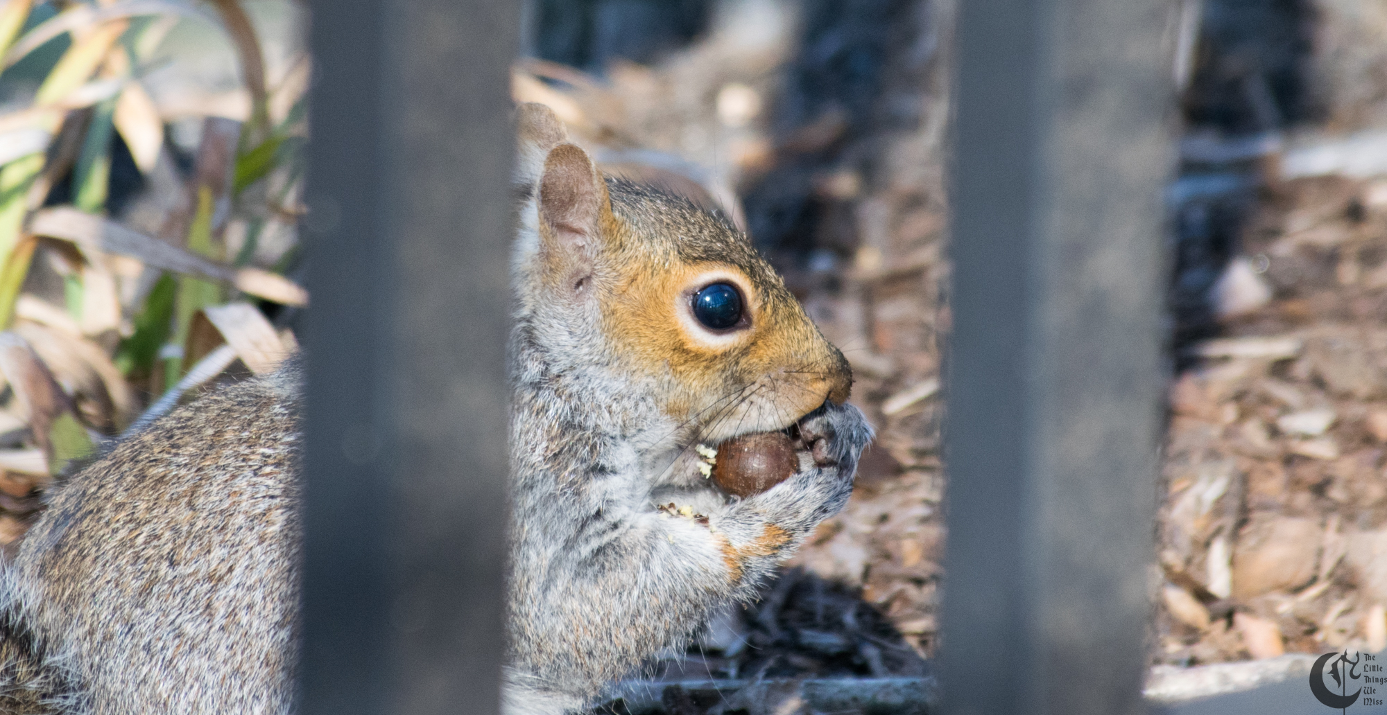 !!_170329_Garbage_Squirrel_0129!!