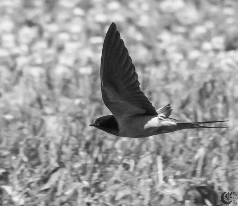 !!_170709_Flybys_0077!!
