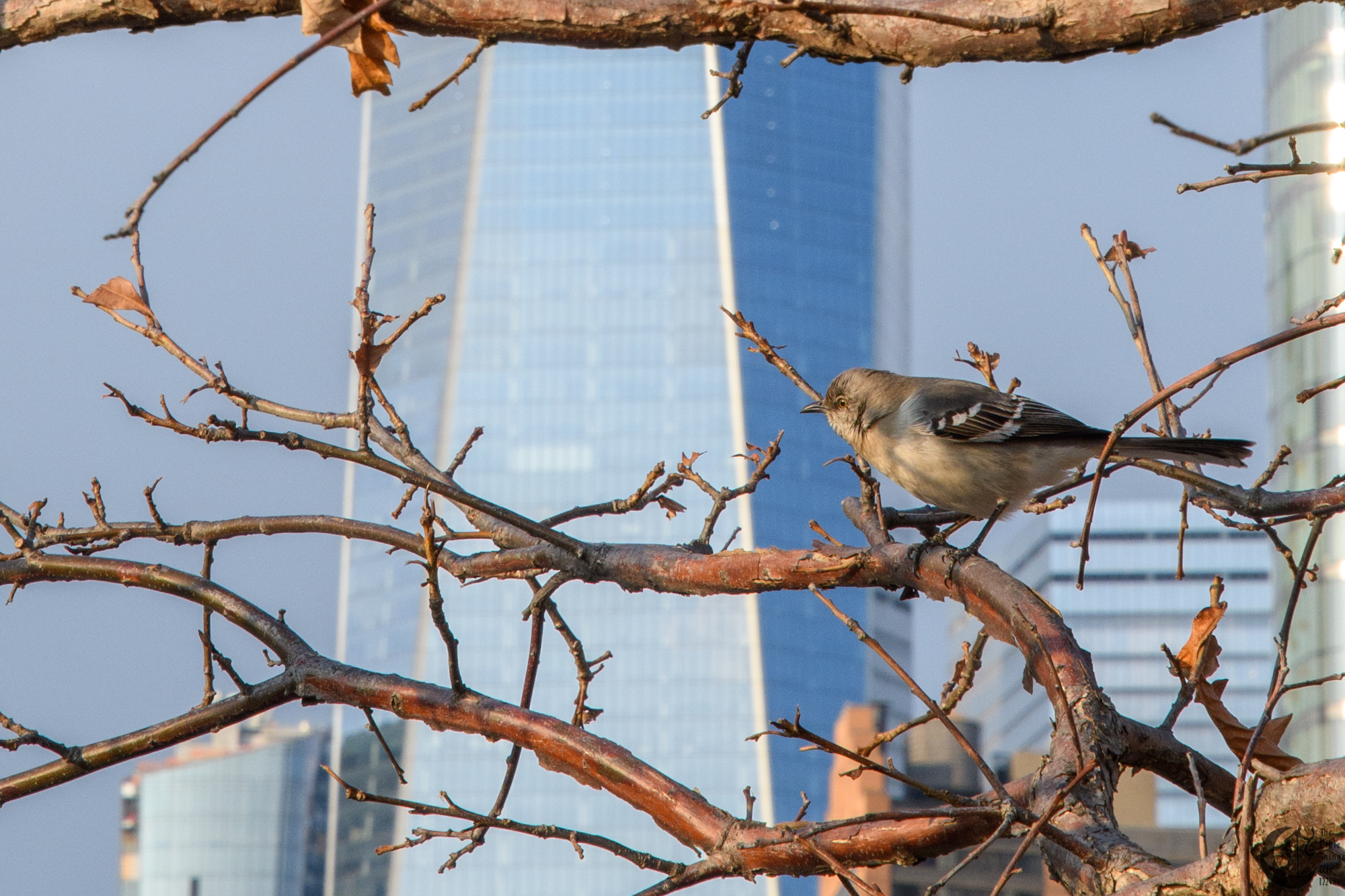 !!_180315_NYC_046!!