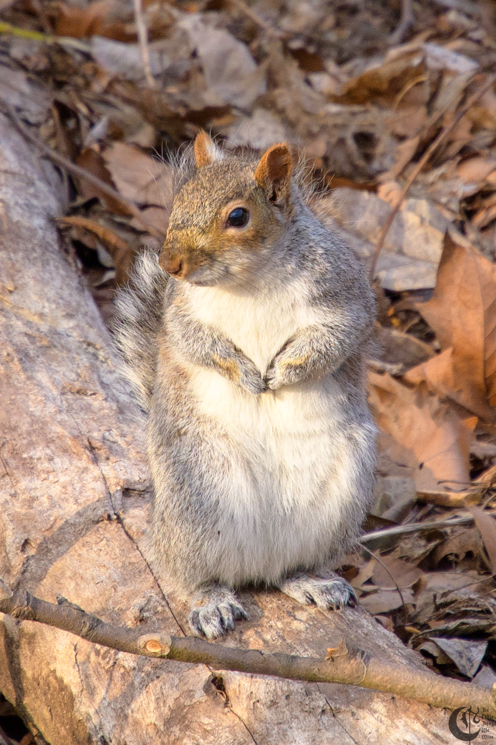 !!_180405_central_park_021!!