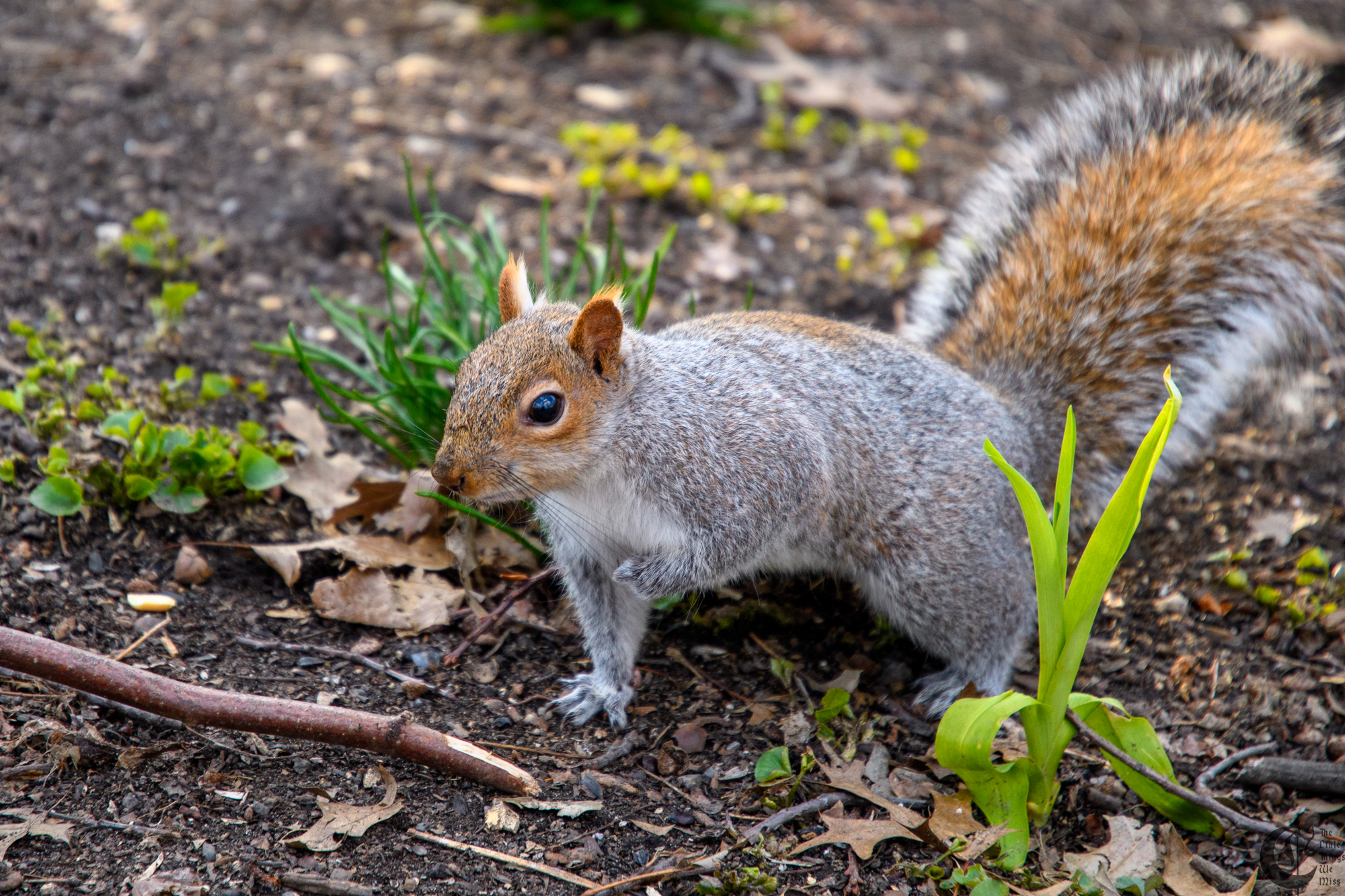 !!_180405_central_park_037!!
