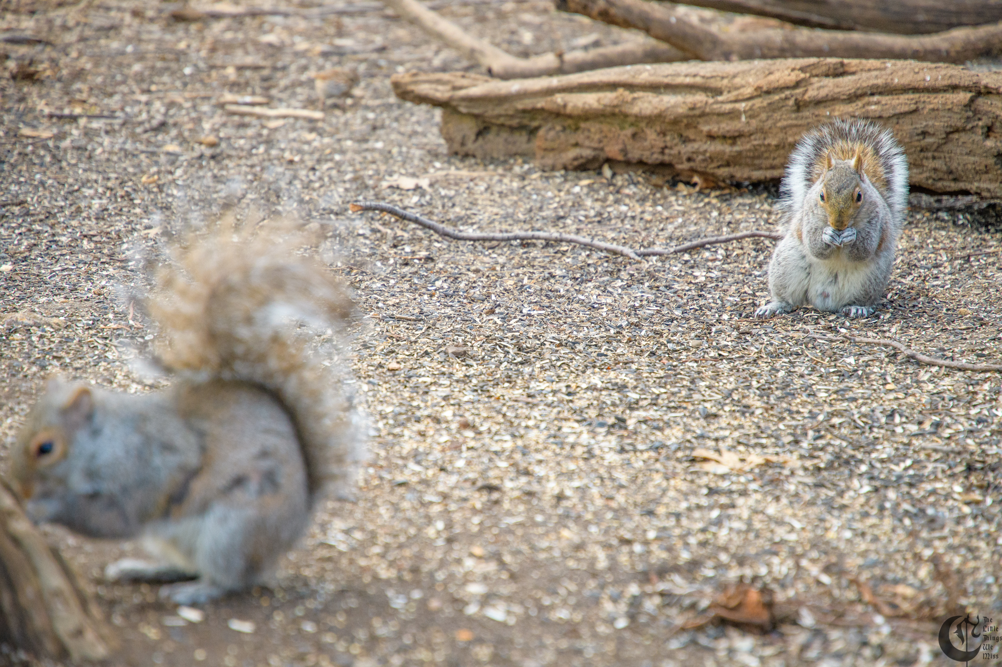 !!_180405_central_park_052!!