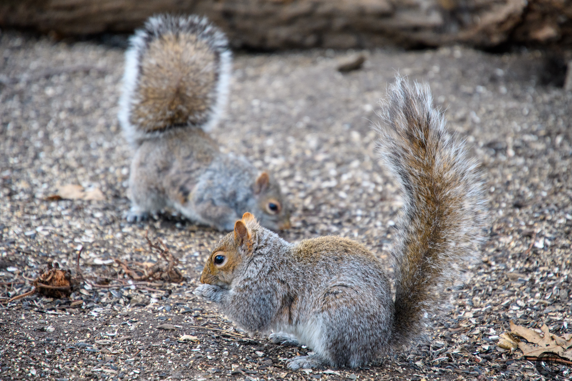 !!_180405_central_park_057!!