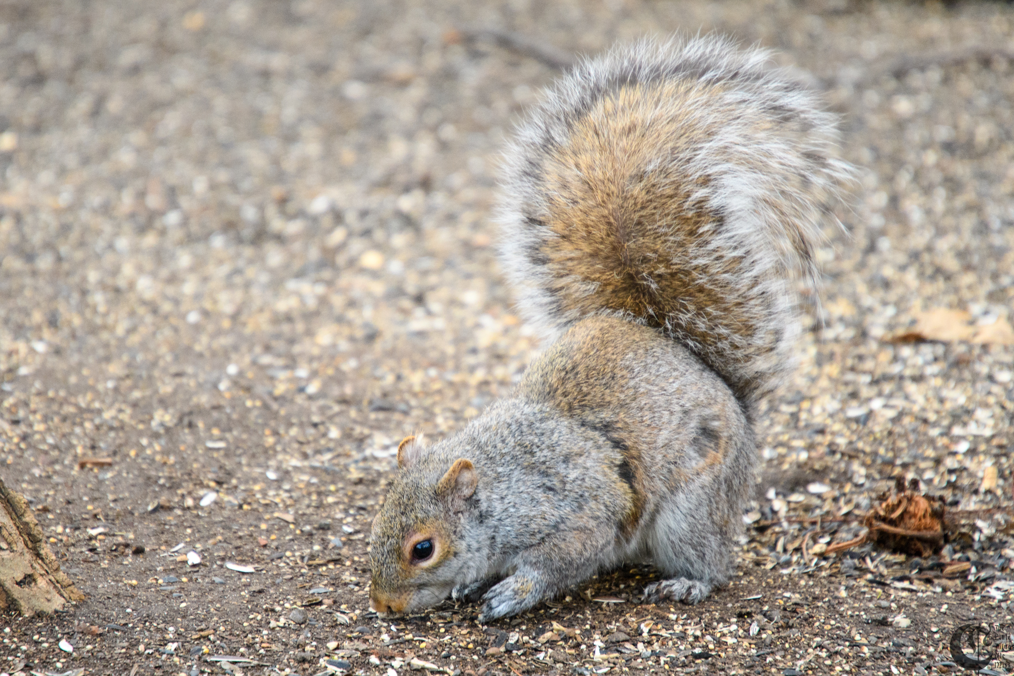 !!_180405_central_park_058!!