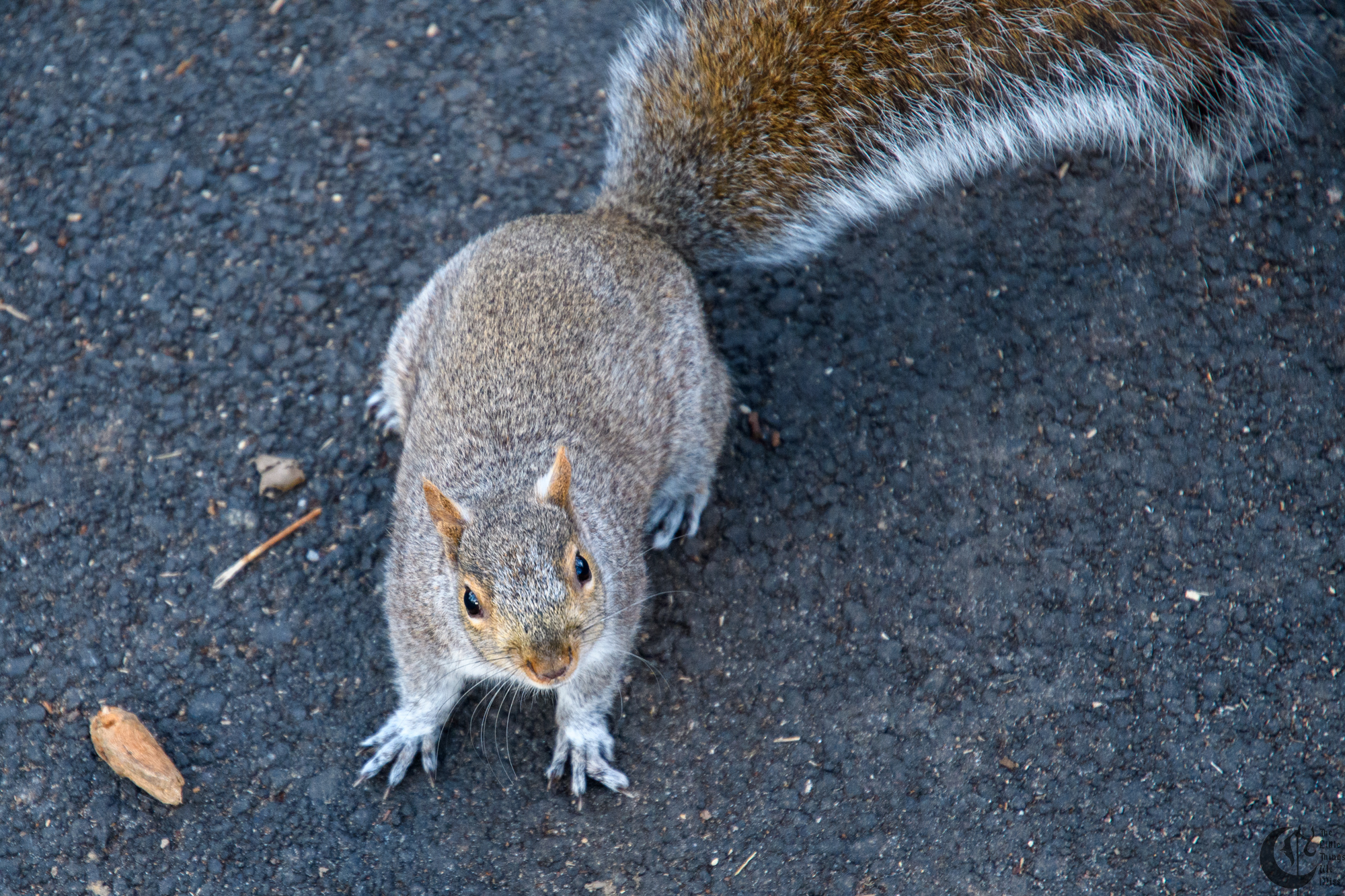 !!_180405_central_park_062!!