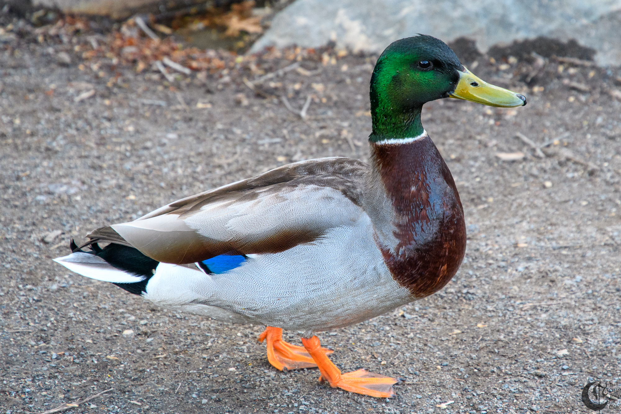 !!_180405_central_park_123!!