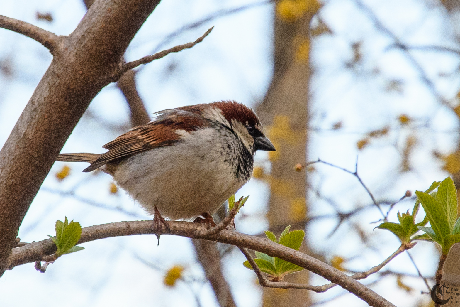!!_180405_central_park_133!!