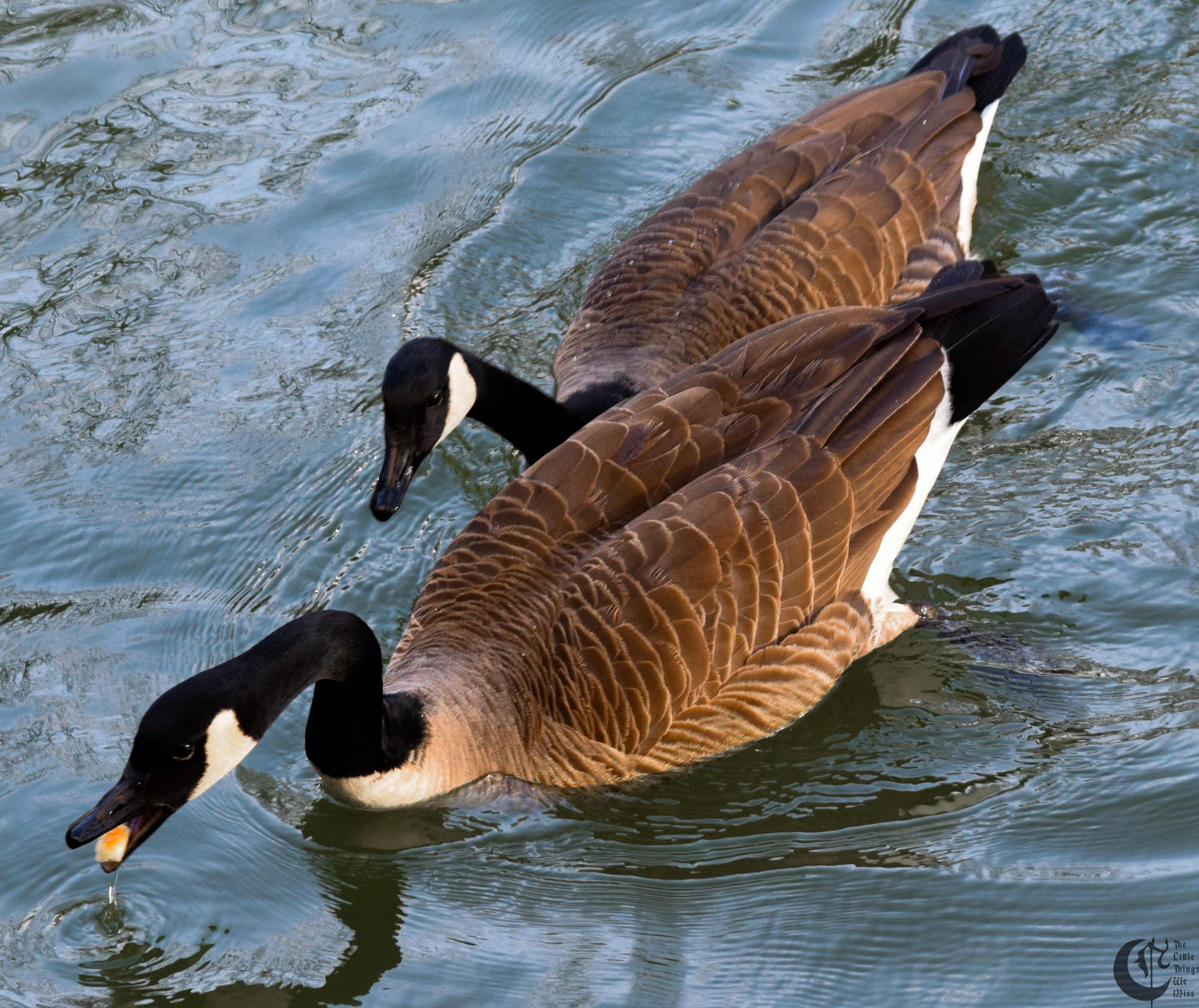 !!_181_-_DSC_6203!!