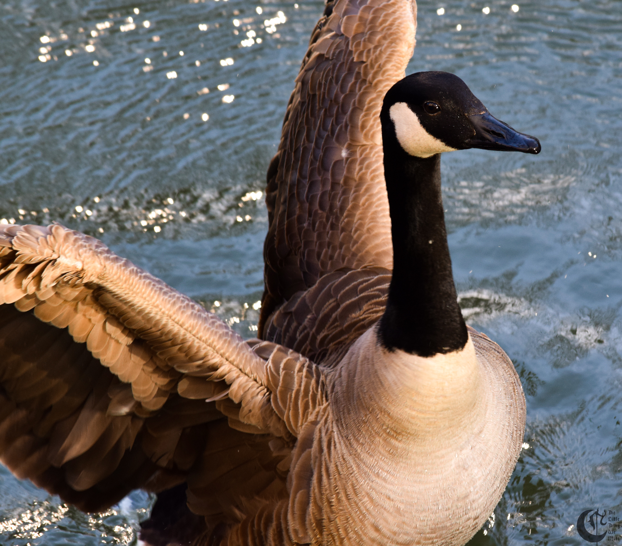 !!_228_-_DSC_6250!!