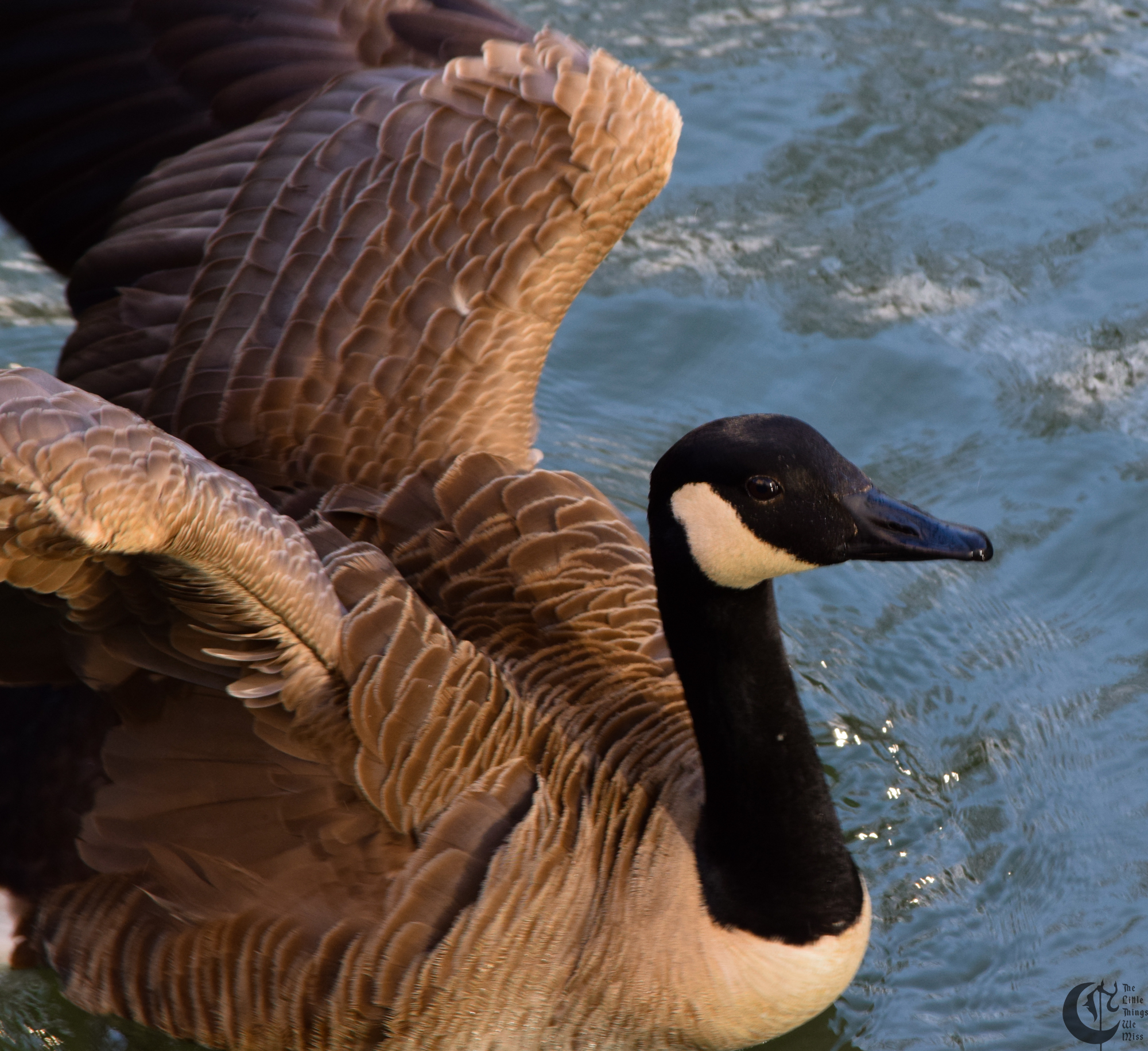 !!_229_-_DSC_6251!!