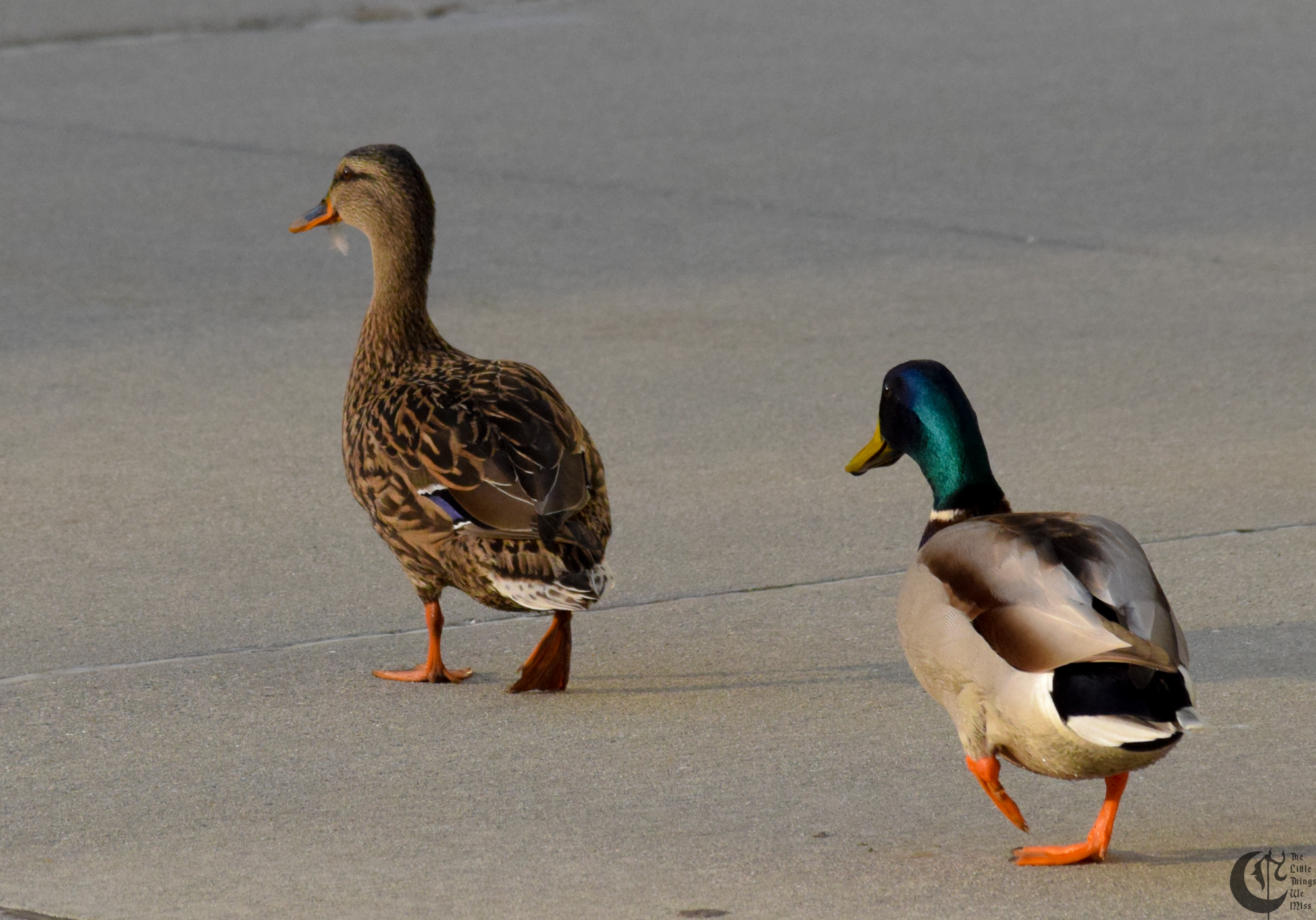 !!_284_-_DSC_6307!!