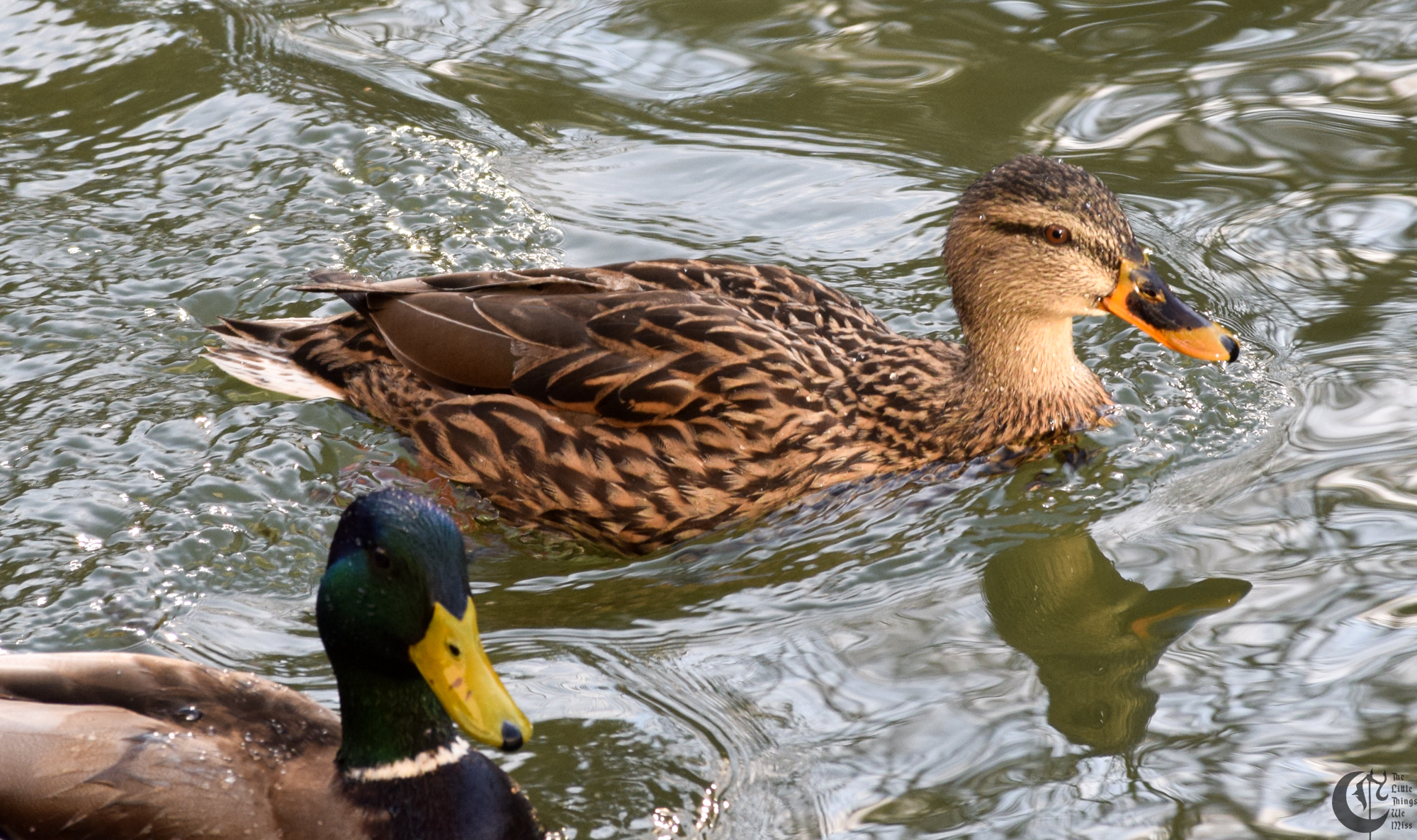 !!_93_-_DSC_6113!!