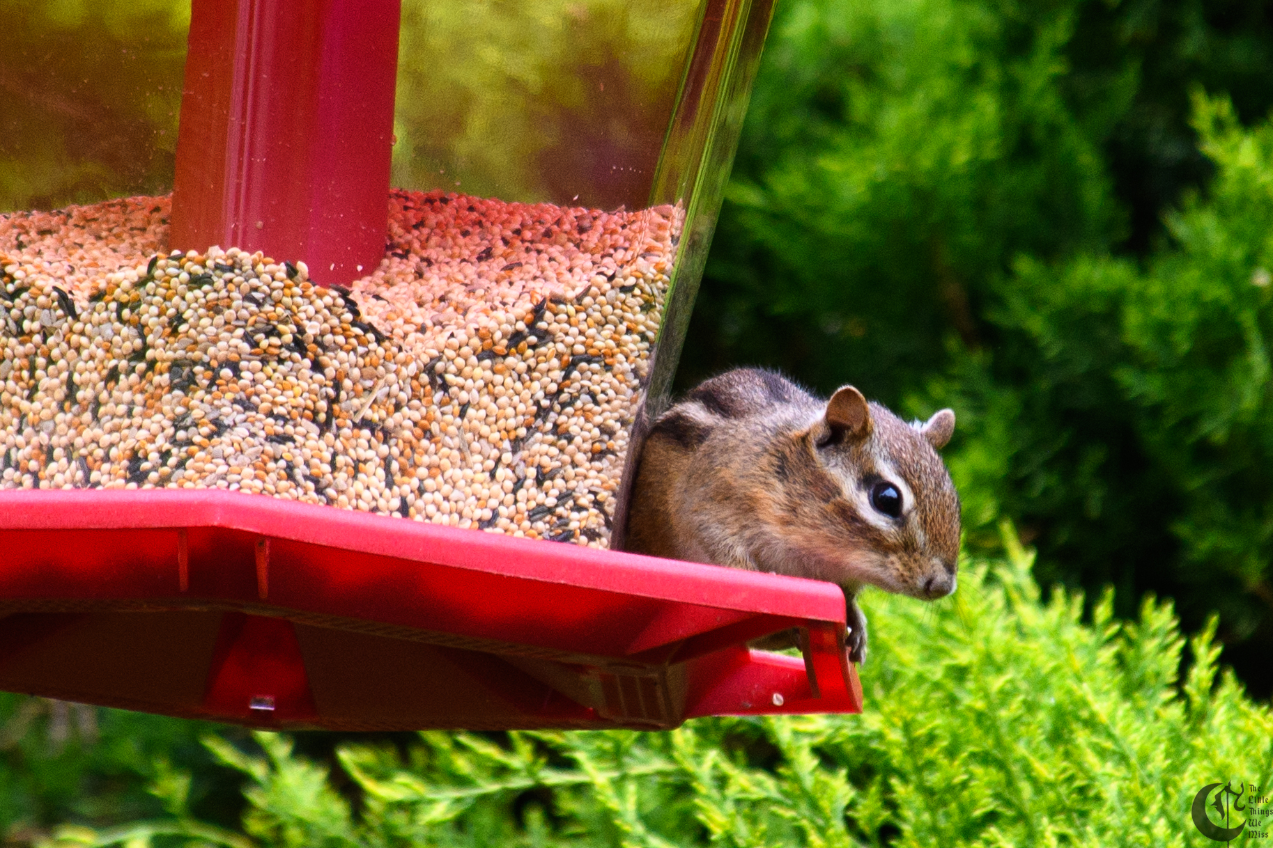 !!_180518_Feeder_185!!