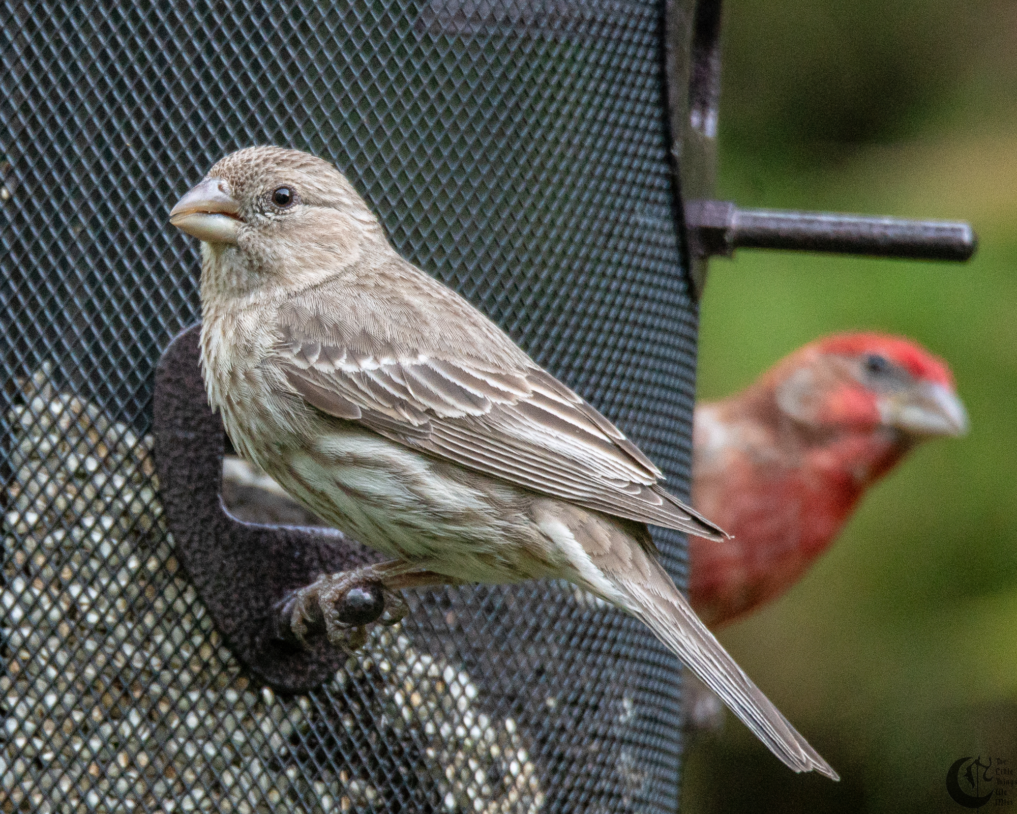 !!_180619_Testing_Feeders_005!!