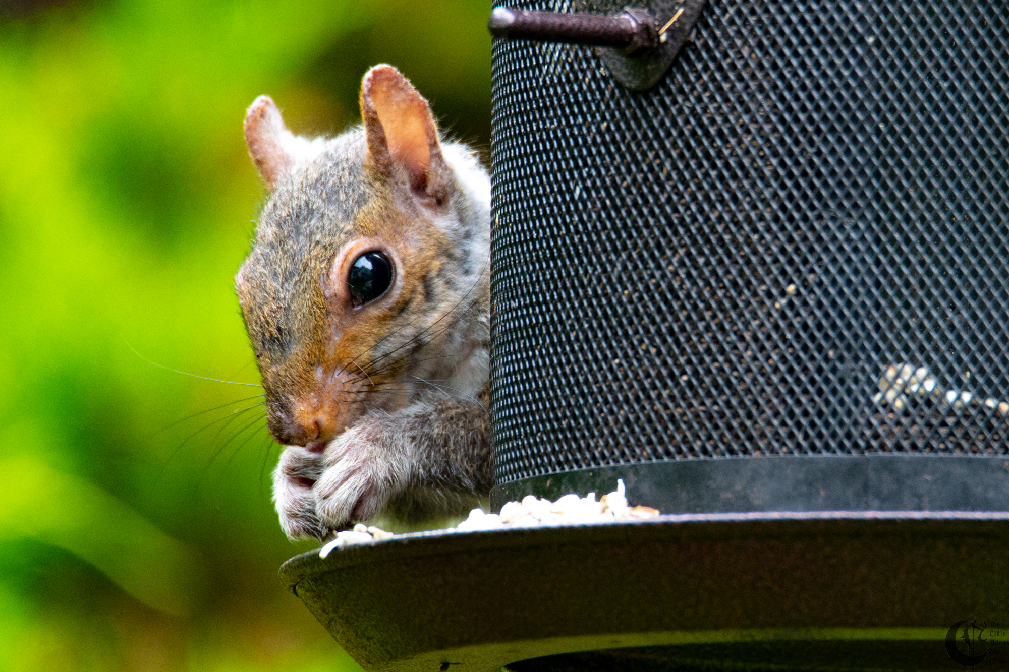 !!_180622_Testing_Feeders_062!!