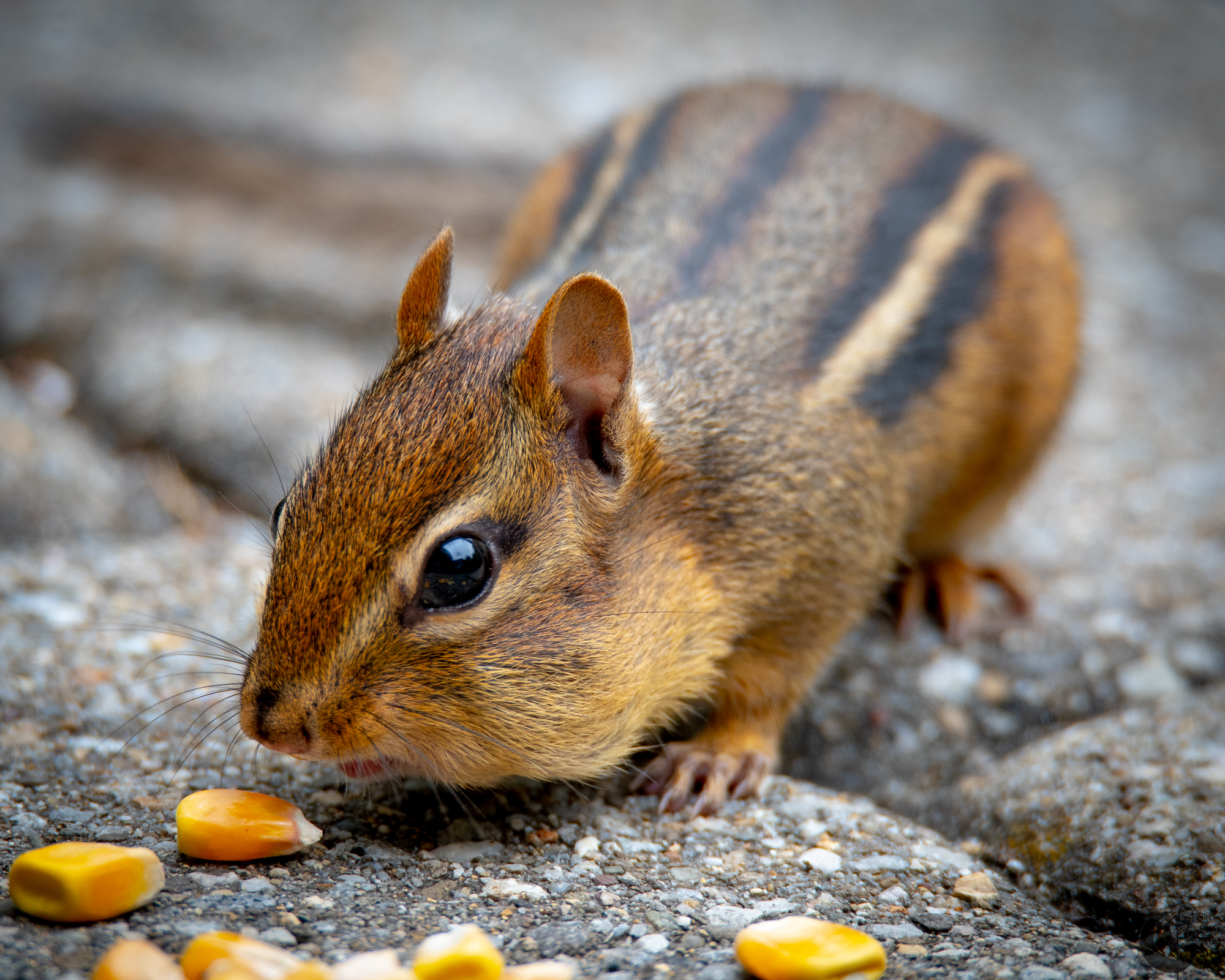 !!_180622_Testing_Feeders_078!!
