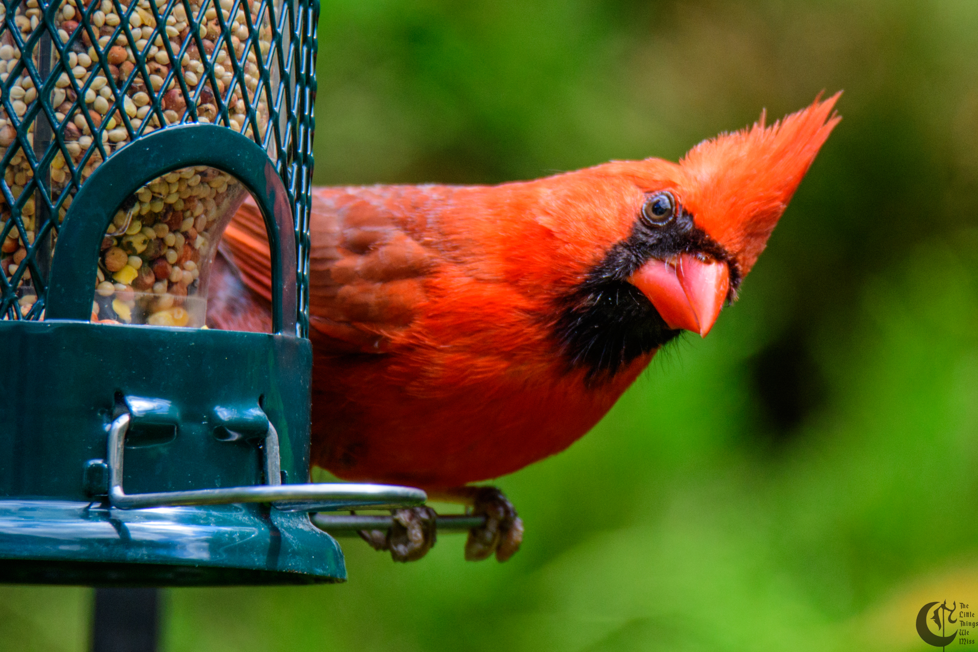 !!_180626_Testing_Feeders_152!!
