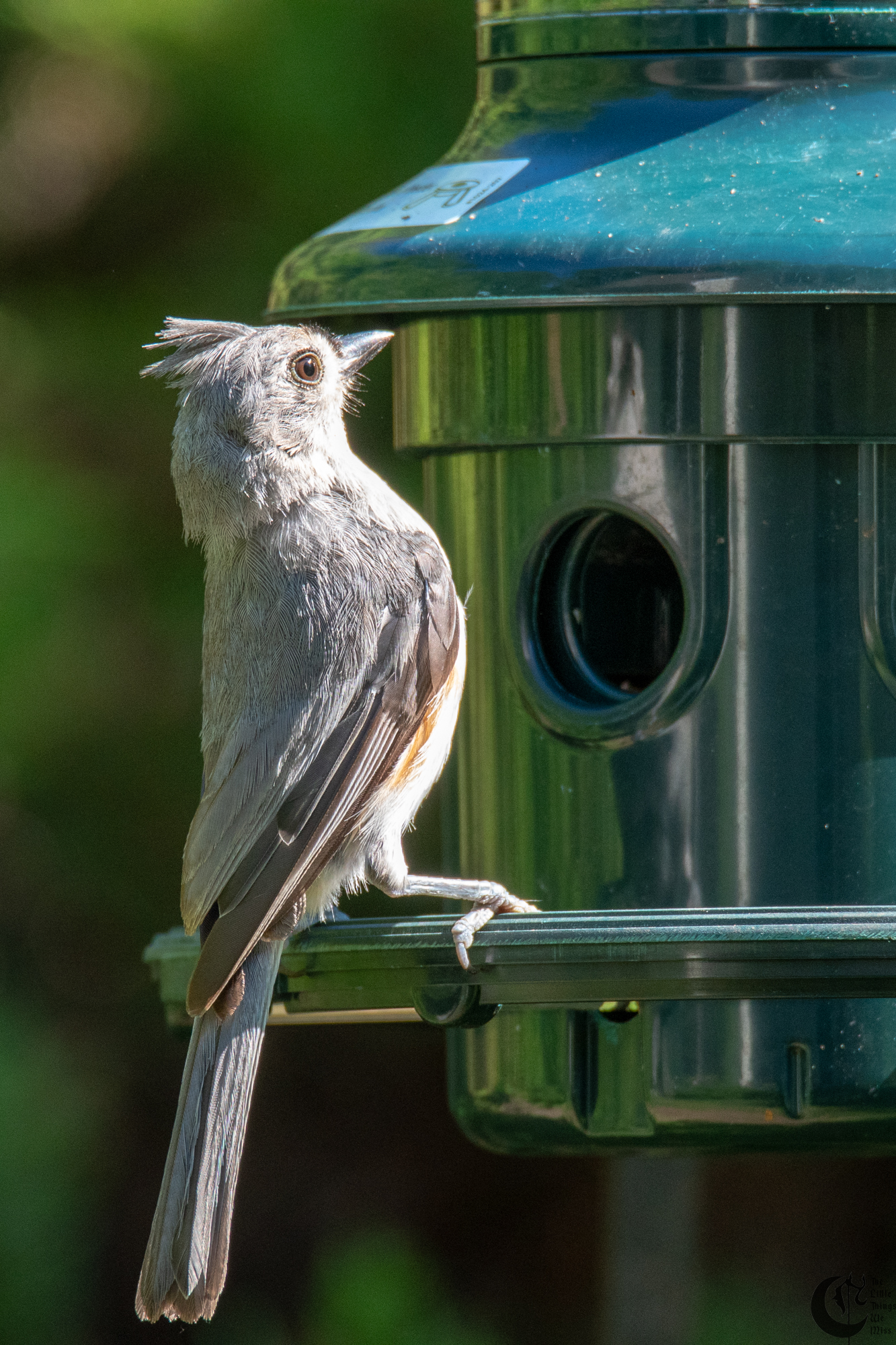 !!_180708_Birdwatching_025!!