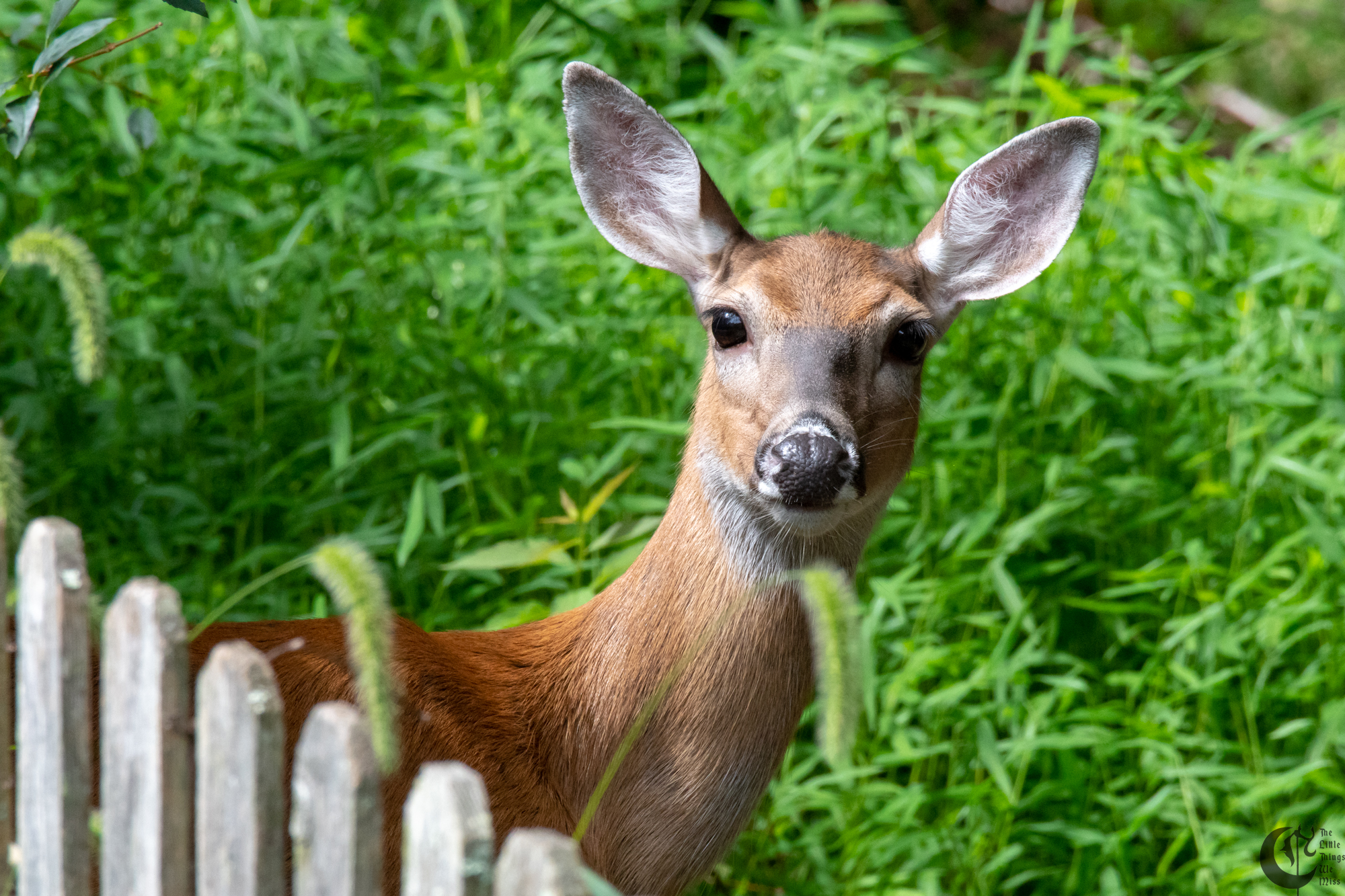 !!_180902_Oh_Deer_003!!