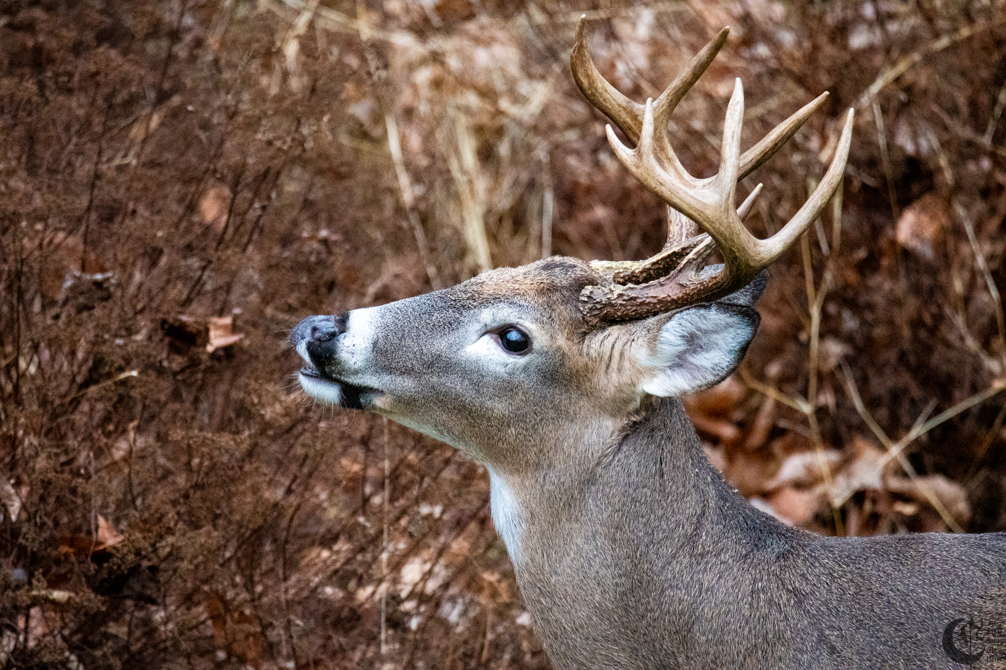!!_181214_Oh_Deer_0015!!