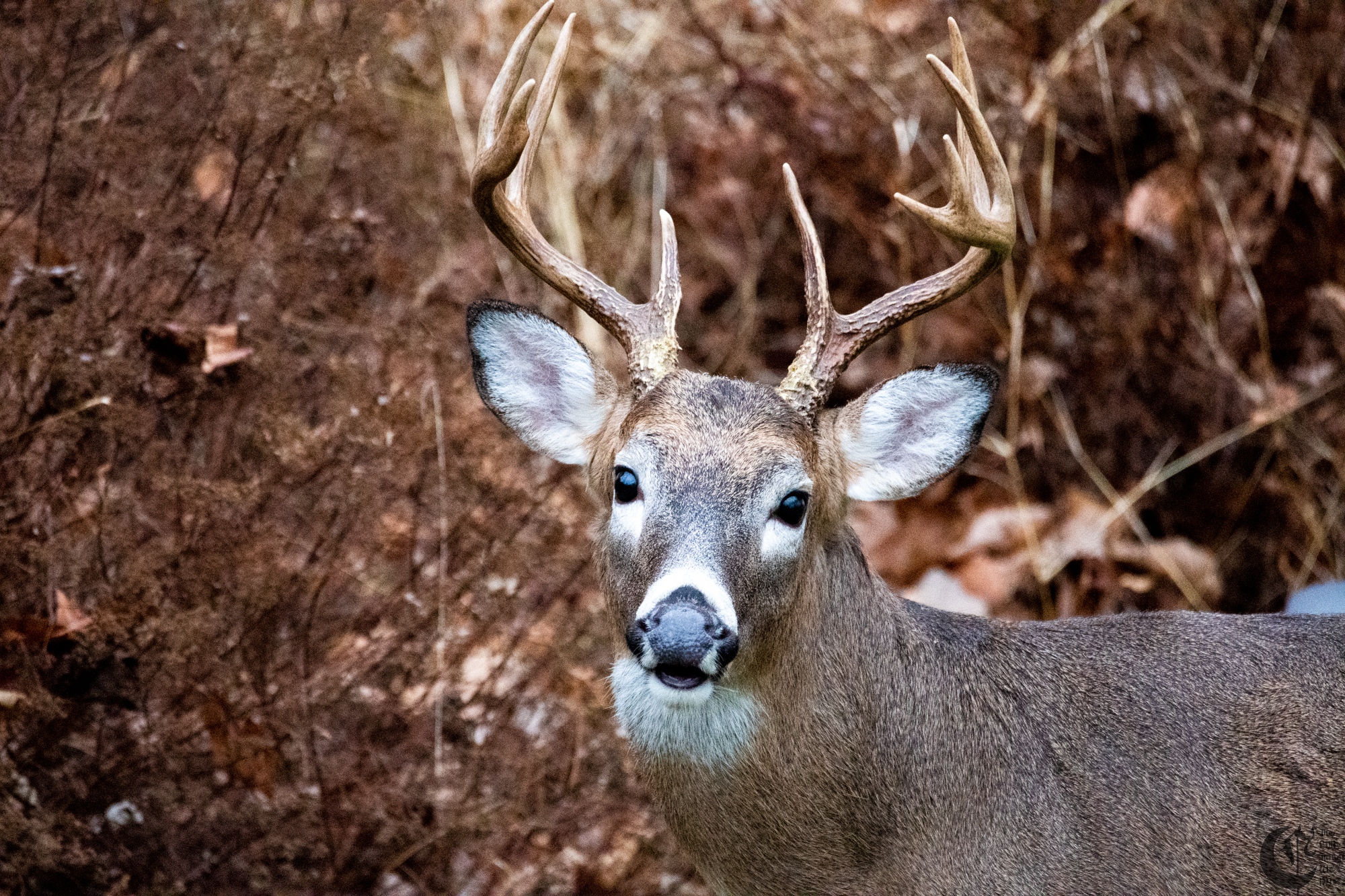 !!_181214_Oh_Deer_0018!!