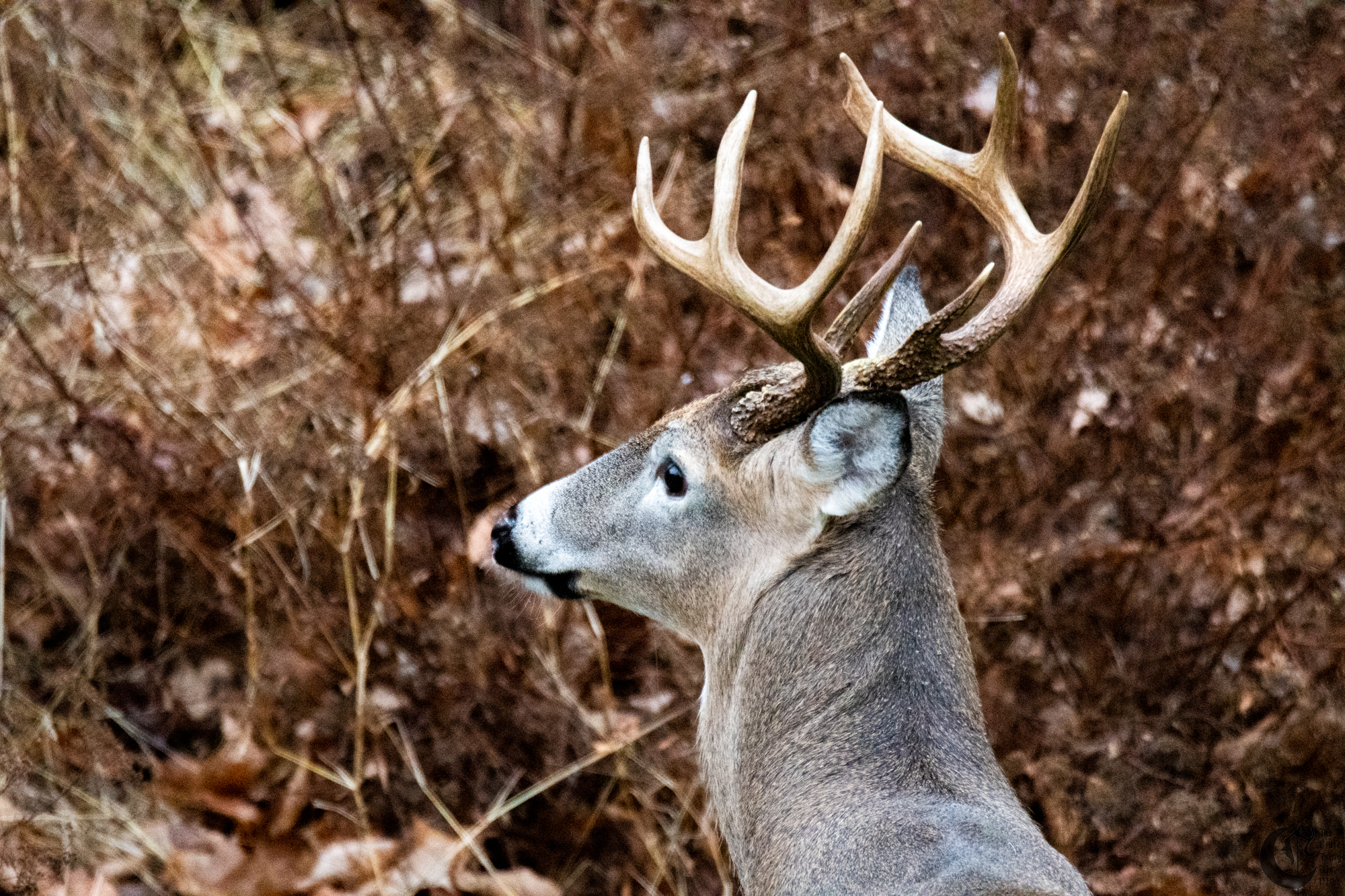 !!_181214_Oh_Deer_0023!!