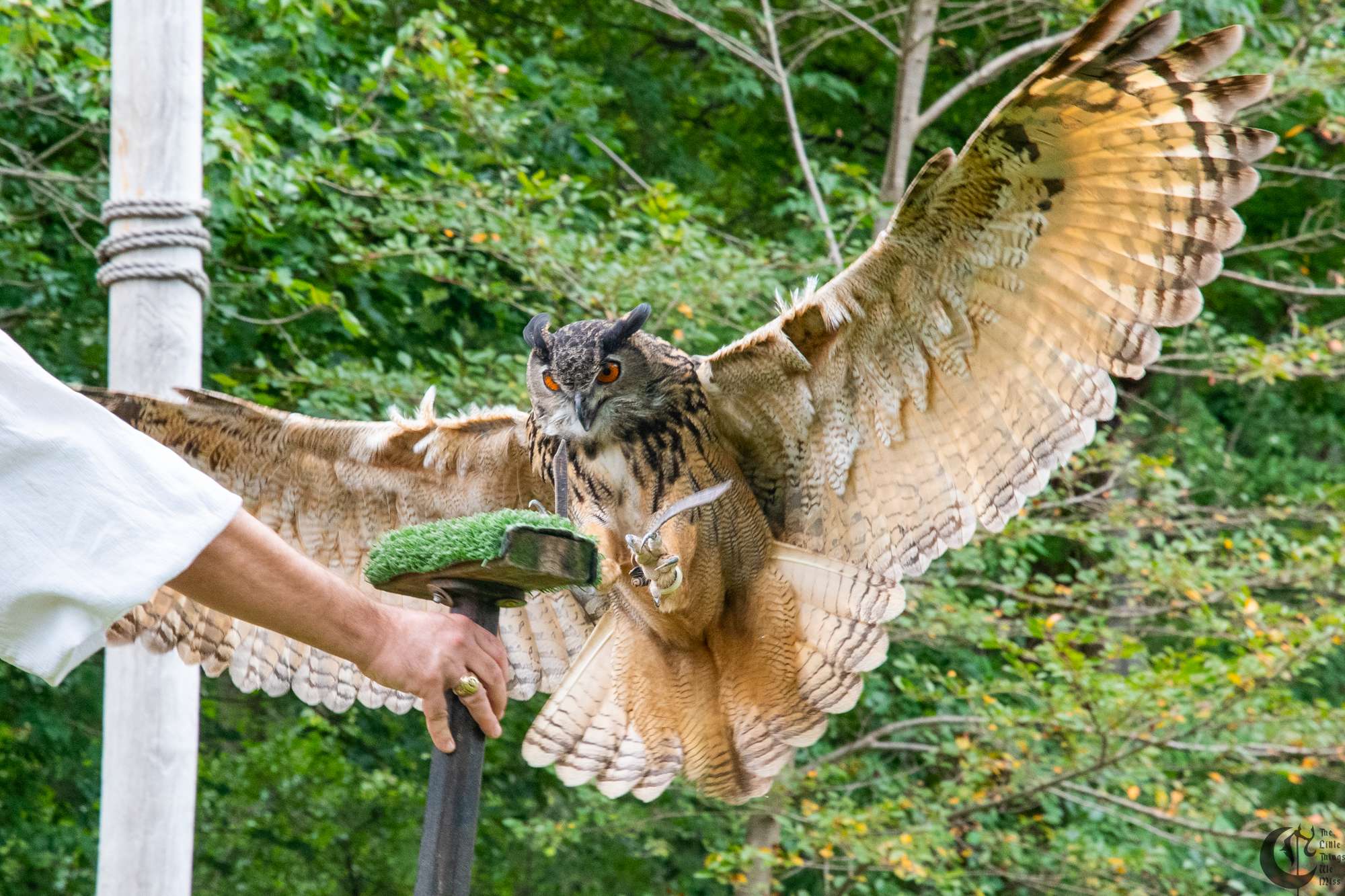 !!_190907_Renn_Faire_0038!!