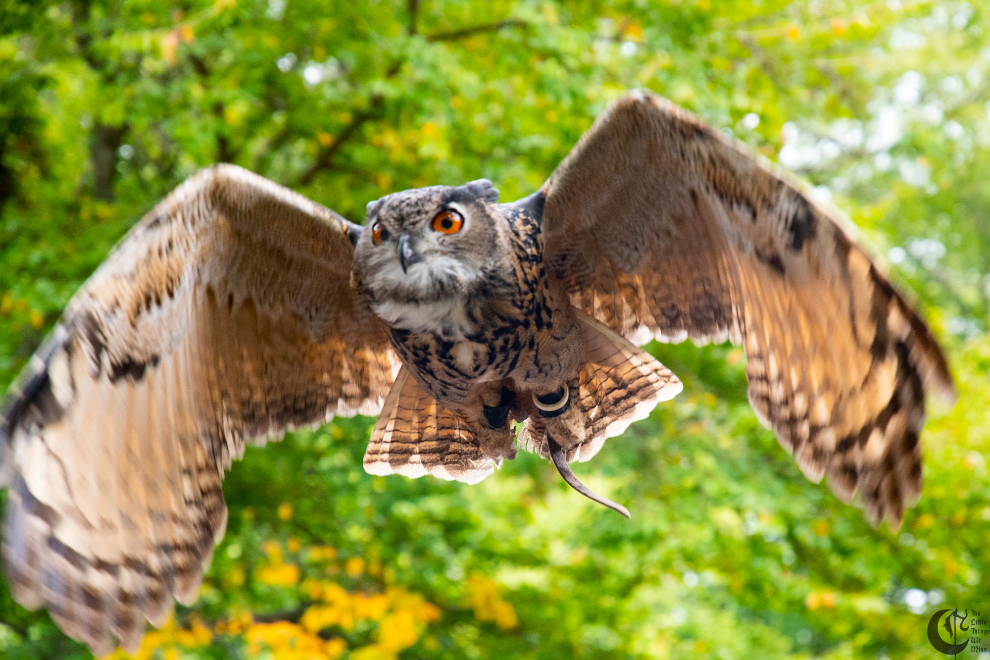 !!_190907_Renn_Faire_0078!!