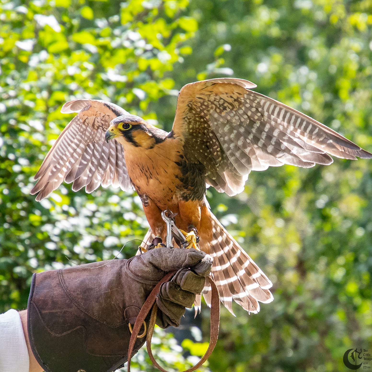 !!_190907_Renn_Faire_0128!!
