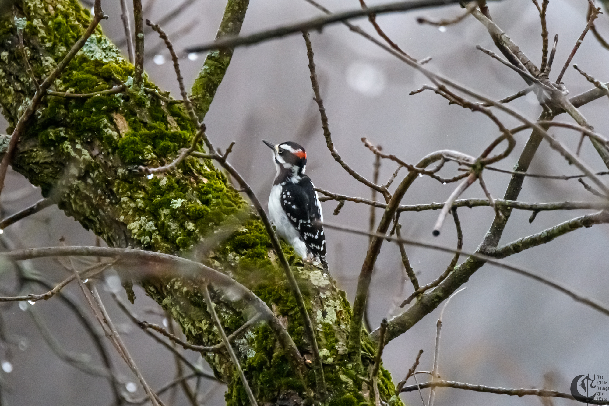 !!_220204_Winter_Birds_0071!!