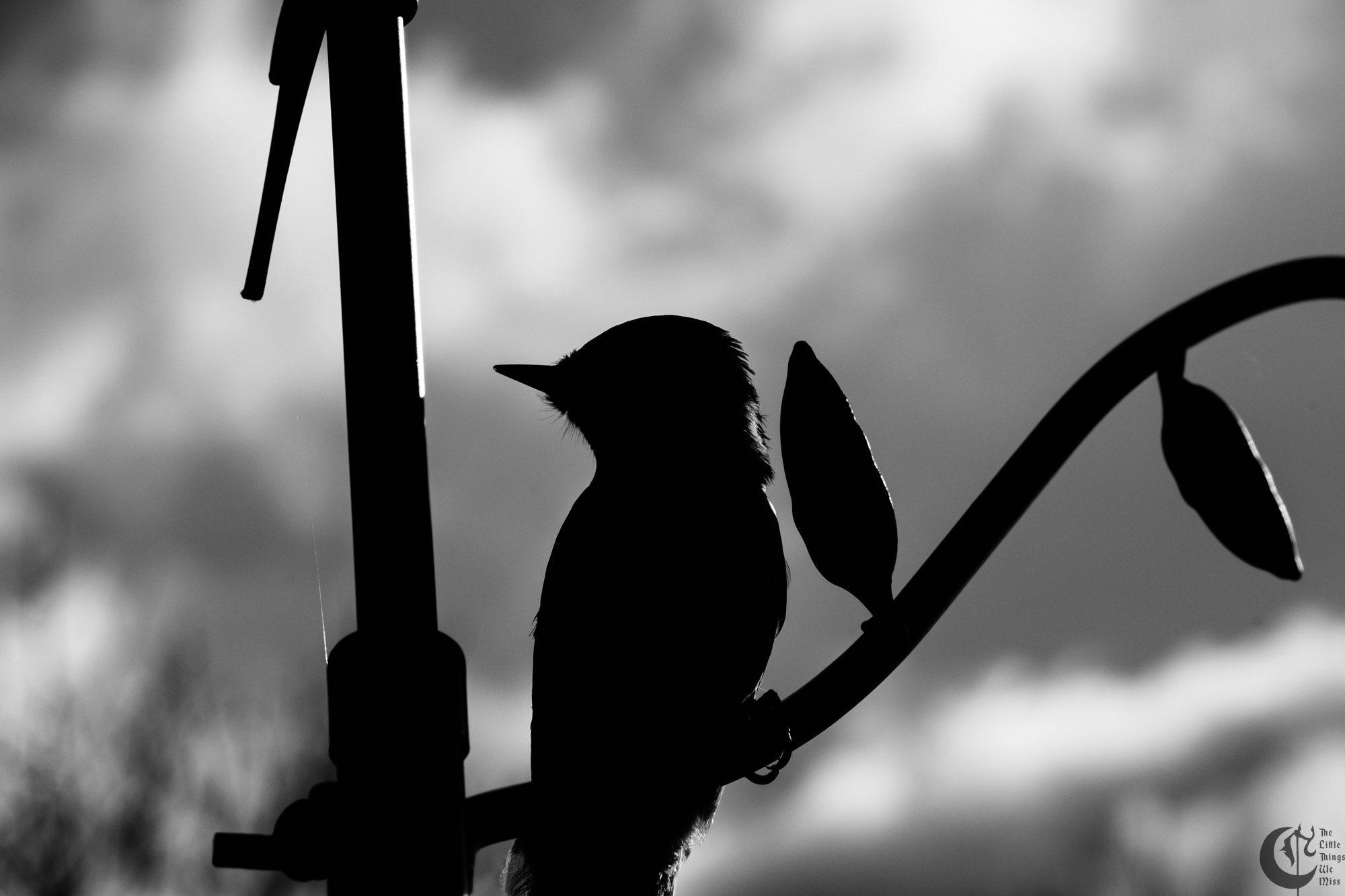 !!_220422_Woodpecker_0033!!