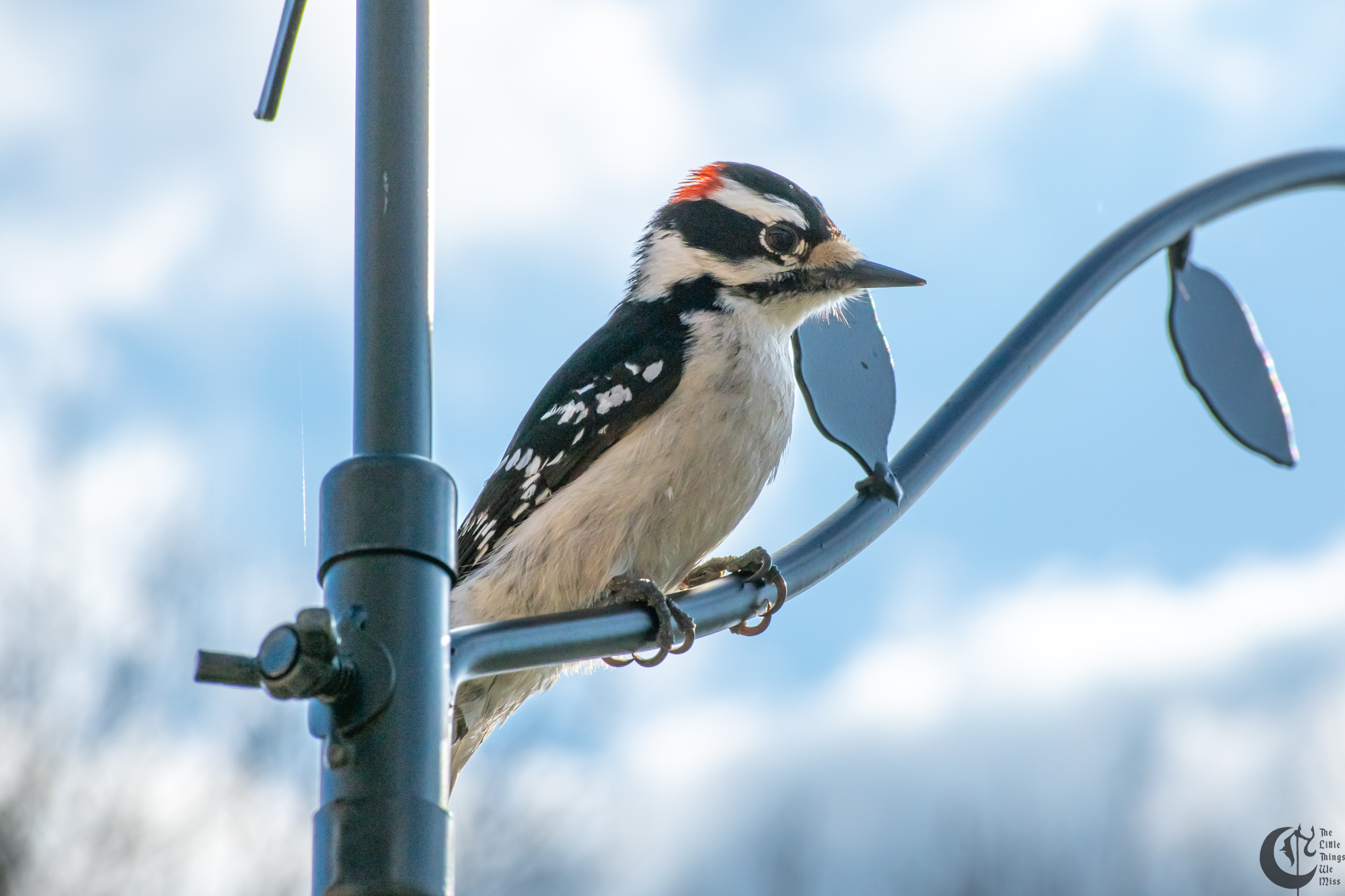 !!_220422_Woodpecker_0035!!