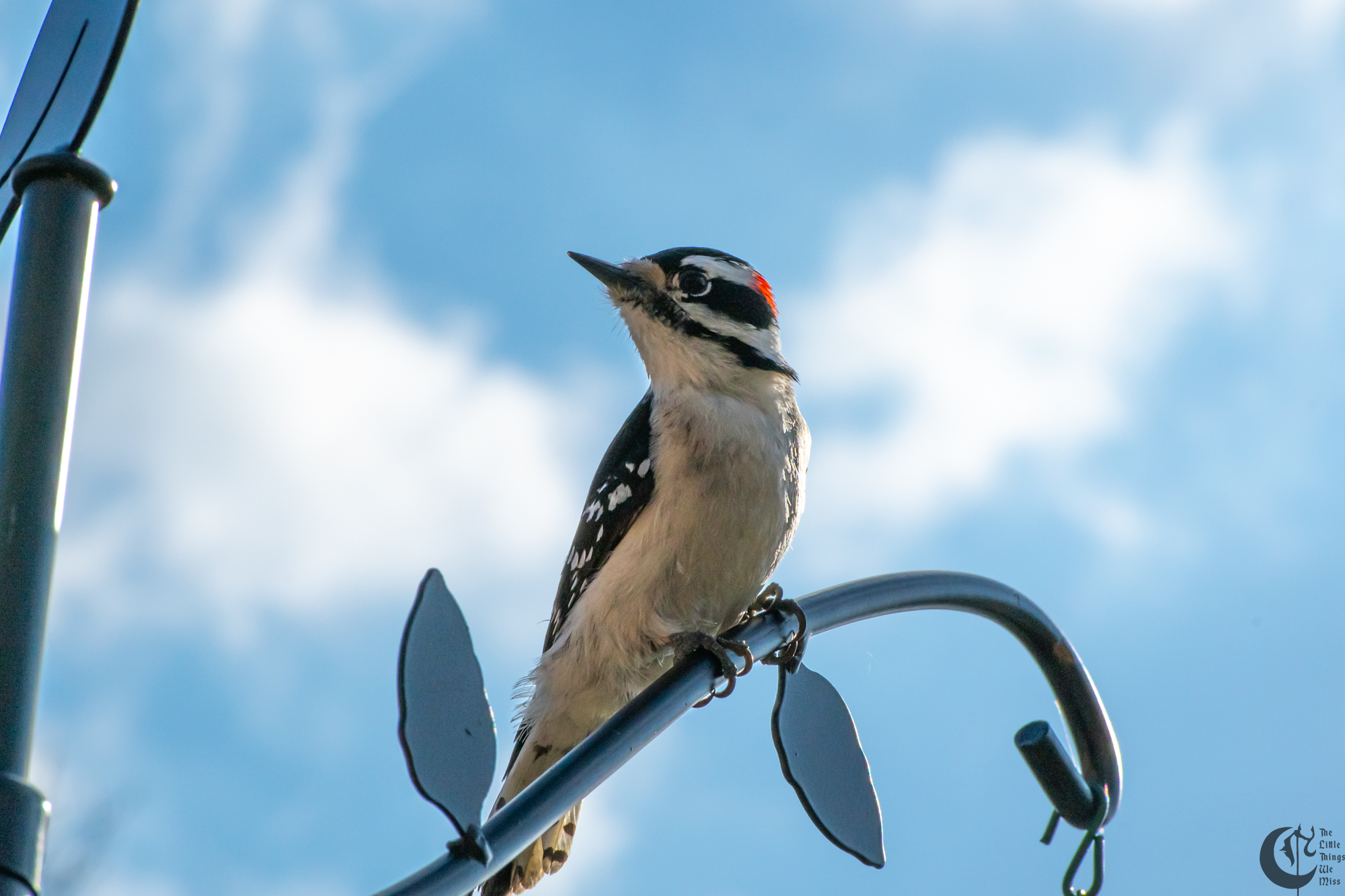 !!_220422_Woodpecker_0039!!