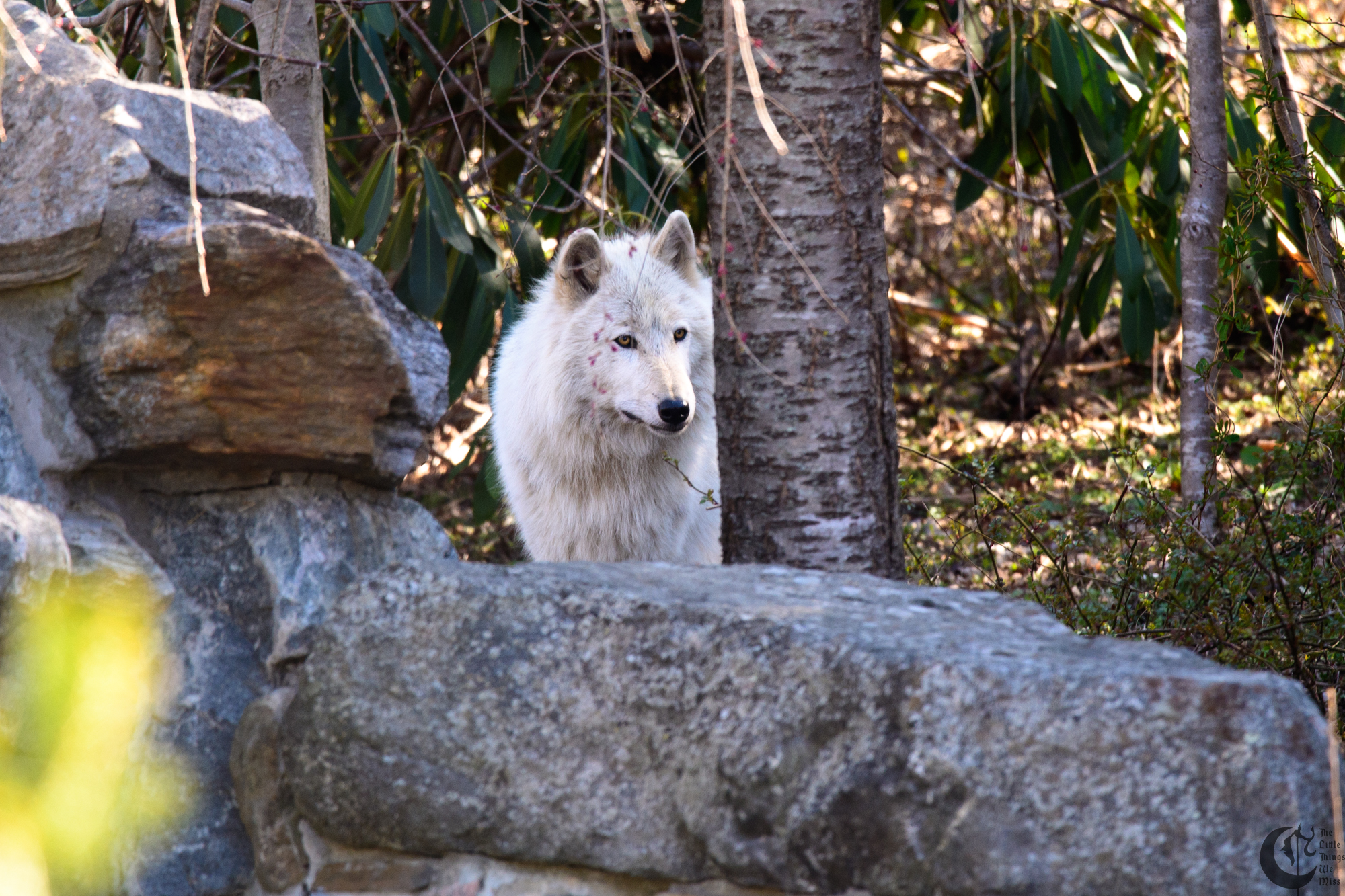 !!_180422_NYWolf_024!!