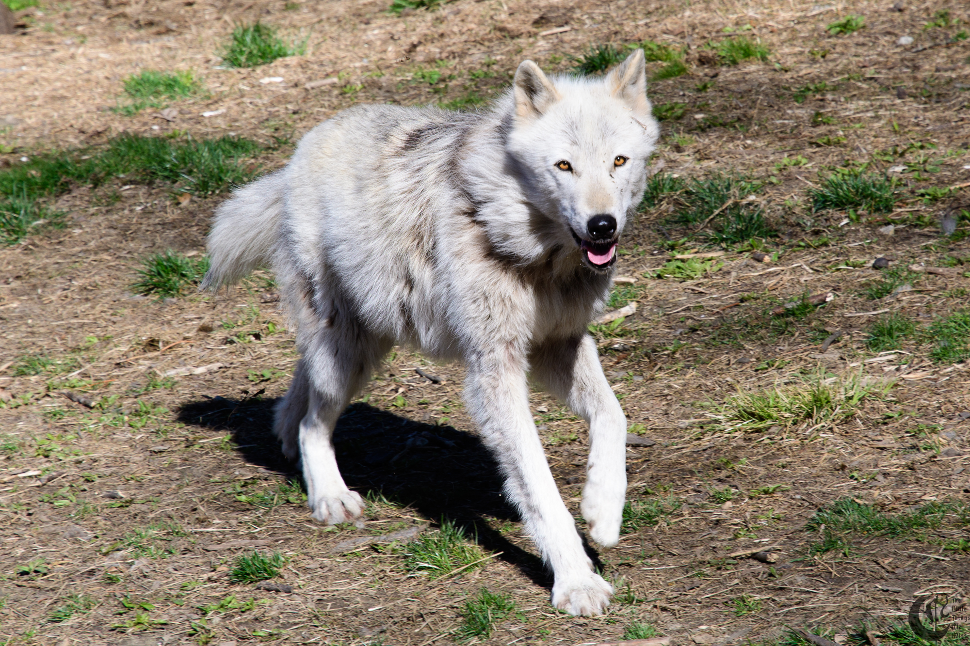 !!_180422_NYWolf_082!!