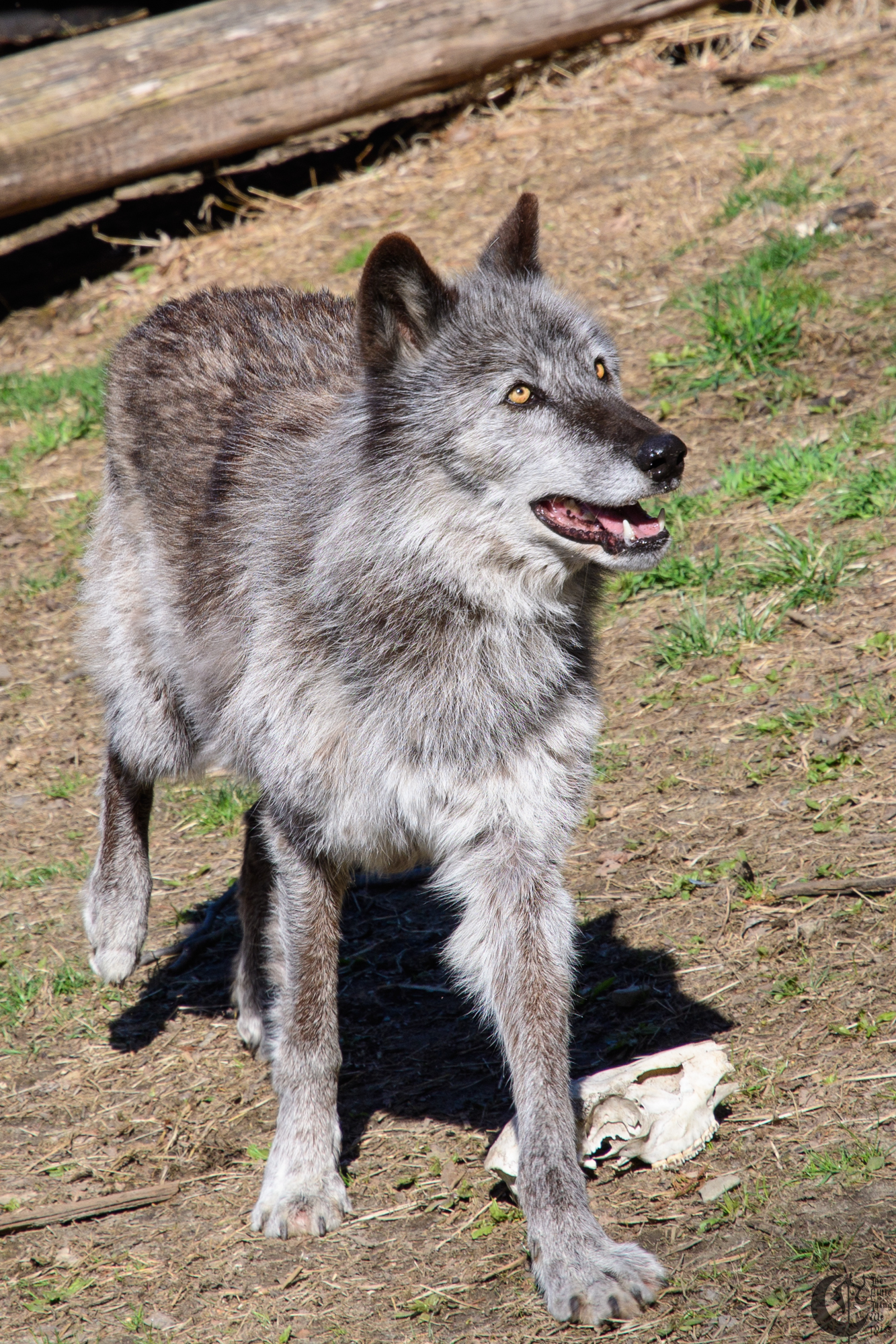 !!_180422_NYWolf_090!!